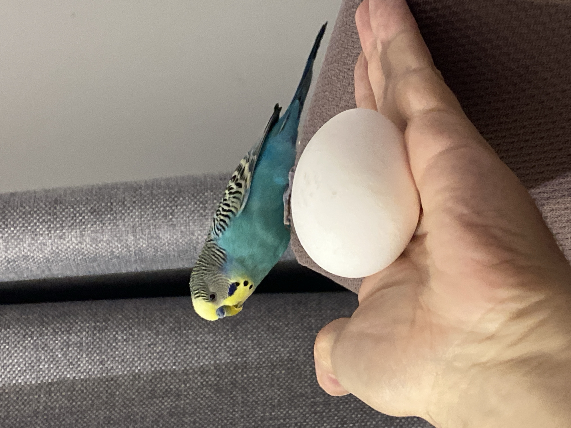 An indoor, eye-level shot captures a curious blue and yellow budgerigar interacting with a human hand and a white, egg-shaped object. The budgie is seen upside down, hanging onto a dark grey, textured upholstered surface, likely the armrest or back of a couch or chair. Its head is tilted, and its yellow and black patterned face, along with its bright blue body and long tail feathers, are clearly visible as it gazes toward the egg.
A light-skinned human hand holds the smooth, white egg, presenting it to the bird. The hand is positioned vertically, with fingers gently curved around the object. The background consists of the grey upholstered furniture and a plain light grey wall or ceiling. The lighting is soft and ambient, suggesting an indoor setting during the day. The scene appears to be a moment of playful or curious interaction between the pet bird and its owner, set within a home in Krasnodar, Russia. There is no visible text.
