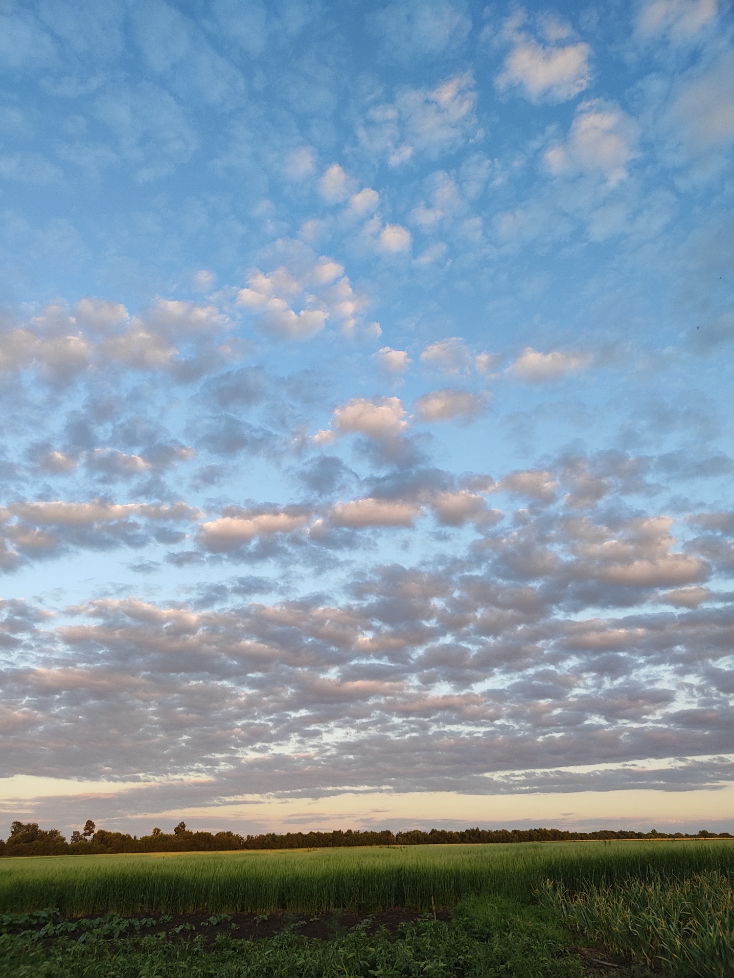 A vertical, full shot captures a sky filled with scattered, fluffy white and grey clouds tinted with pink. The clouds are more concentrated in the lower half of the image, creating a layered effect against the pale blue sky. Below the sky, a flat horizon is formed by a dark green field of crops, possibly wheat or barley, stretching from left to right. A line of dark green trees is visible in the background, bordering the field. The foreground features dark soil with some patches of low-lying green plants. The lighting suggests it is either early morning or late afternoon, with a soft, diffused light illuminating the scene. The location is noted as Unknown, Unknown. There are no people or animals present.