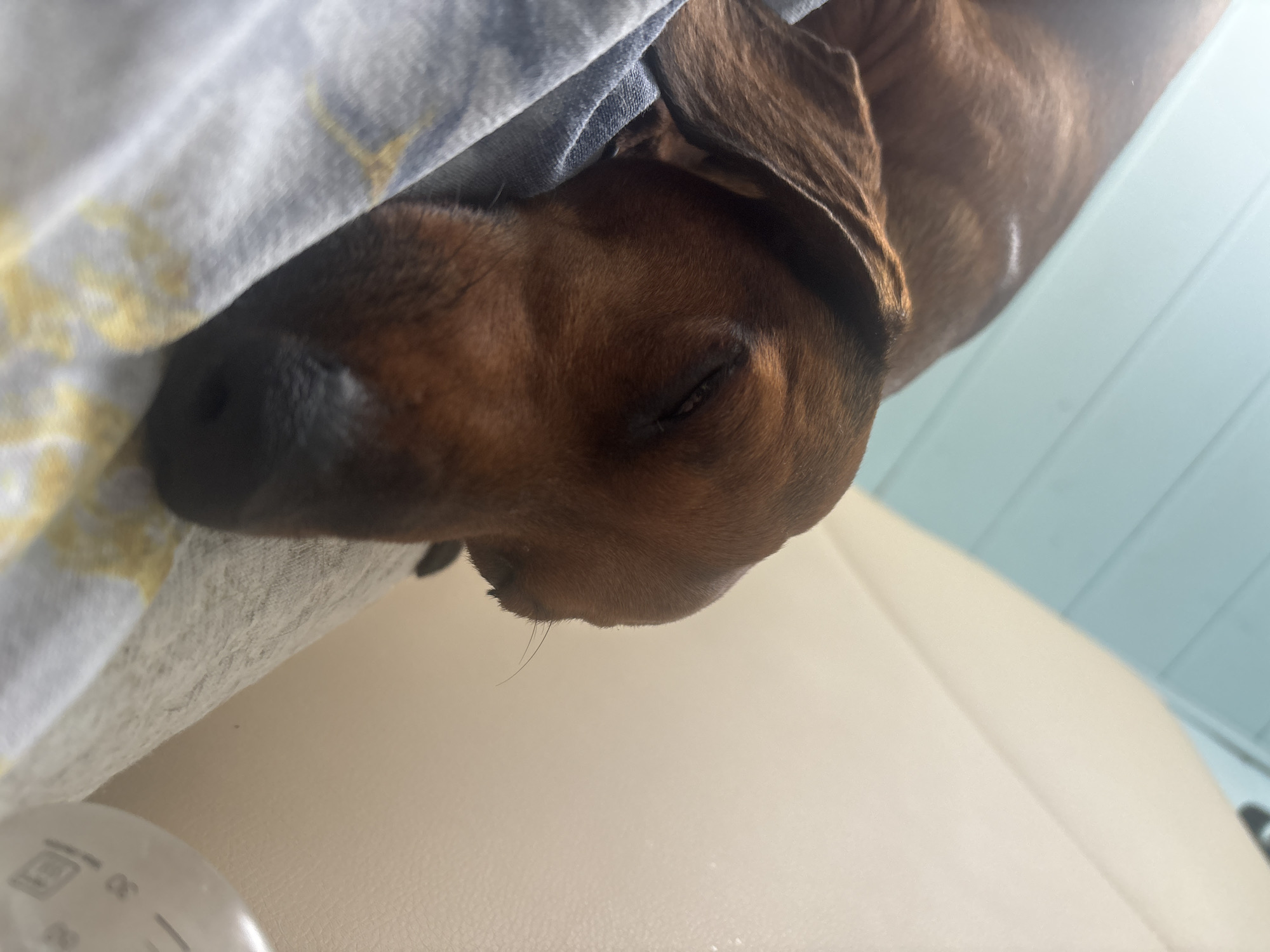 A brown dachshund is sleeping, with part of its head under a patterned blue and white cloth. The dog is resting on a beige surface. The location is unspecified but could be in the city of Раздолье, Russia.