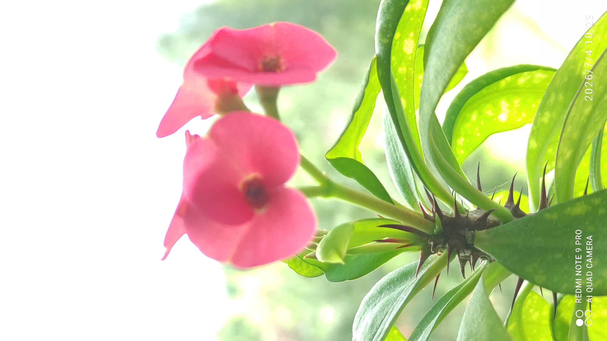 The image is a close-up, vertical shot of a flowering plant with pink petals and green leaves. The plant has sharp thorns on its stem. The background is blurred, suggesting an outdoor setting with greenery. In the lower left corner, there is text that reads "REDMI NOTE 9 PRO AI QUAD CAMERA". In the lower right corner, there is text that reads "2026/7/4 10:23". The location of Maardu, Estonia is not visible or inferable from the image.