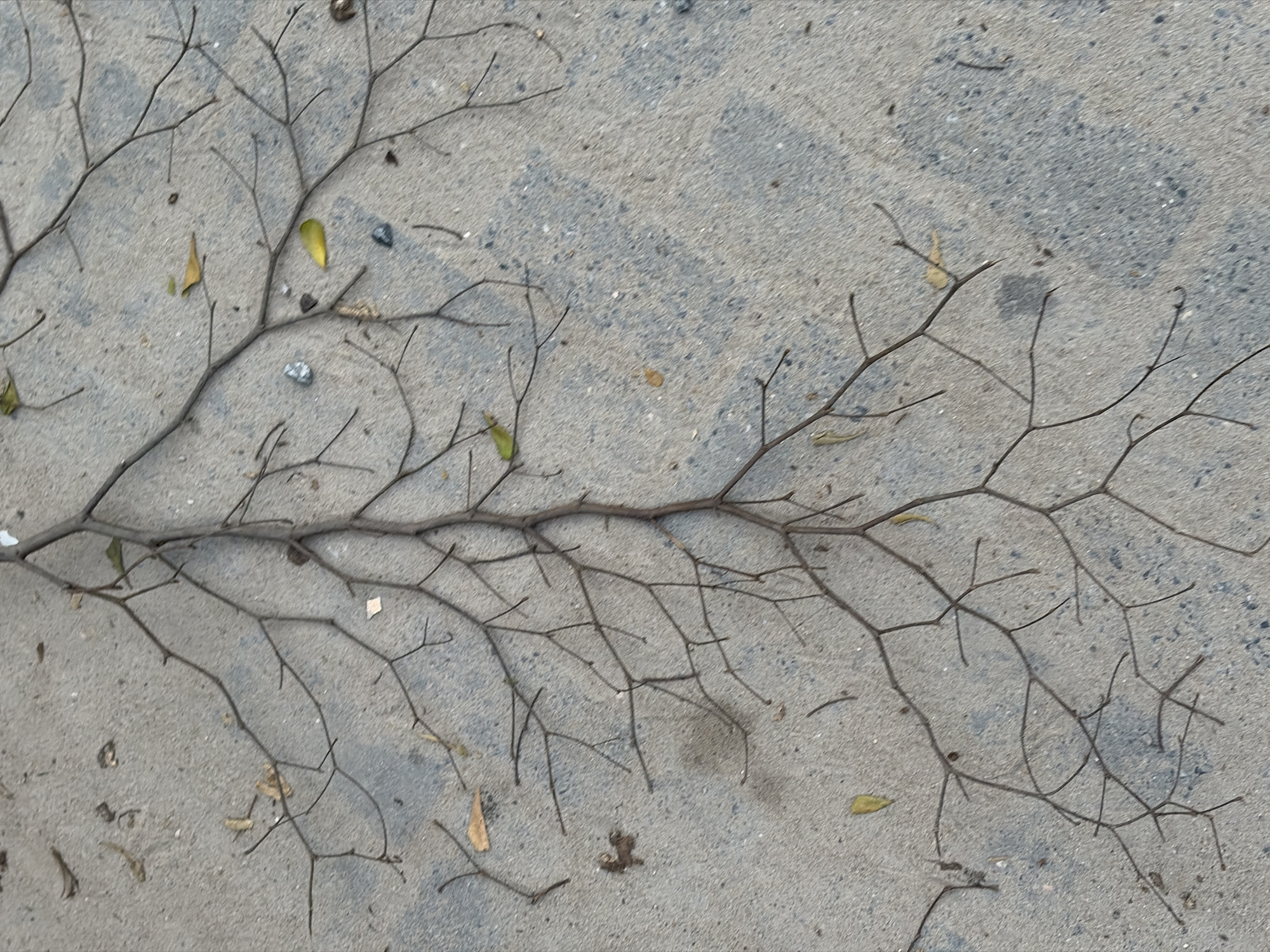 A close-up, overhead shot shows a collection of thin, dark brown tree branches scattered on a light gray, granular surface, likely asphalt or concrete. The branches, some broken and some intact, are in various stages of decomposition and have a delicate, twig-like appearance. A few small, dried, yellow leaves are interspersed with the branches, suggesting an outdoor setting. The texture of the ground is rough and uneven, with small pebbles and darker patches visible. The overall impression is one of natural debris on an urban surface. The location is Igboefon, Nigeria.