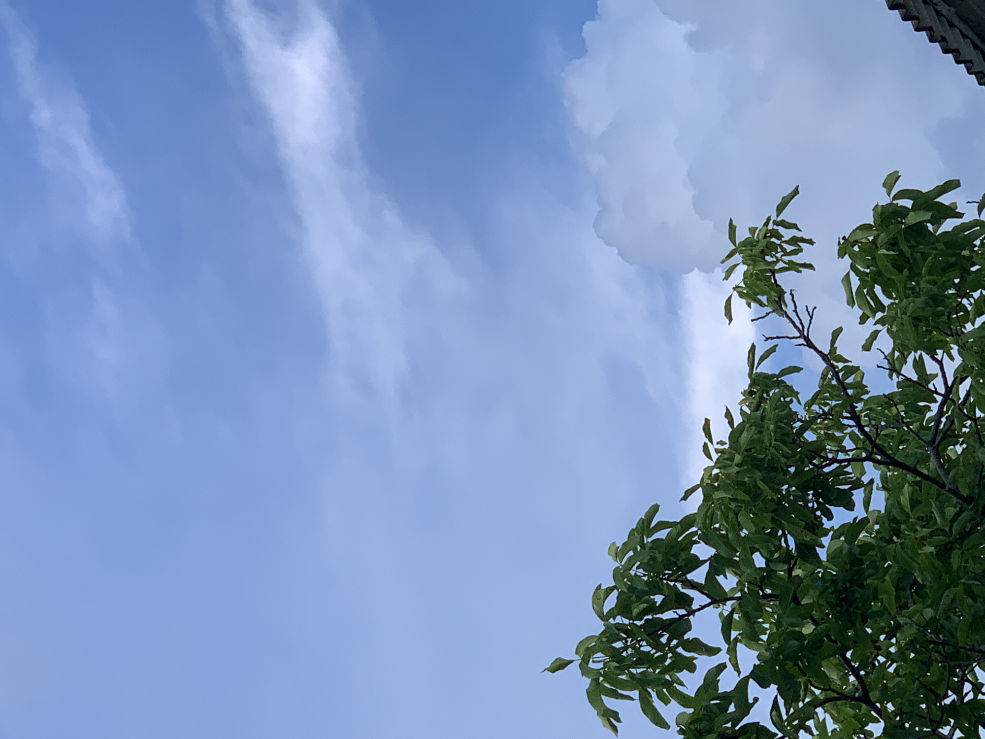 The media file displays a low-angle shot of a bright blue sky with scattered clouds, some wispy and others puffy. In the lower right quadrant of the image, the lush green foliage of a tree extends into the frame. The leaves are a vibrant green, and the branches are dark and branching. The texture of the leaves is visible, with some appearing slightly ruffled. In the upper right corner, a sliver of a dark, textured surface, possibly a roof or awning, is visible. The scene suggests an outdoor setting on a clear day, with a mix of natural elements. The light is bright, indicating it could be daytime, likely mid-morning or afternoon given the illumination. There is no discernible activity or event taking place, the image captures a static moment of the sky and foliage. No people are visible, nor is any text present in the image. The overall mood is serene and natural.
