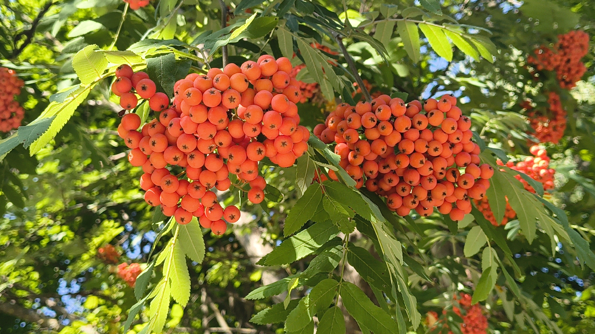 In Mikhaylovka, Russia, two clusters of bright orange rowan berries hang from a tree against a backdrop of lush green leaves and dappled sunlight. The berries are round and clustered tightly together, with a small, dark star-like pattern visible on the surface of many. The leaves are elongated and serrated, with some catching the light and appearing a vibrant yellow-green. In the background, more clusters of berries and foliage are visible, some out of focus, suggesting a densely wooded area. The scene captures the natural beauty of a tree laden with ripe fruit during a sunny day.