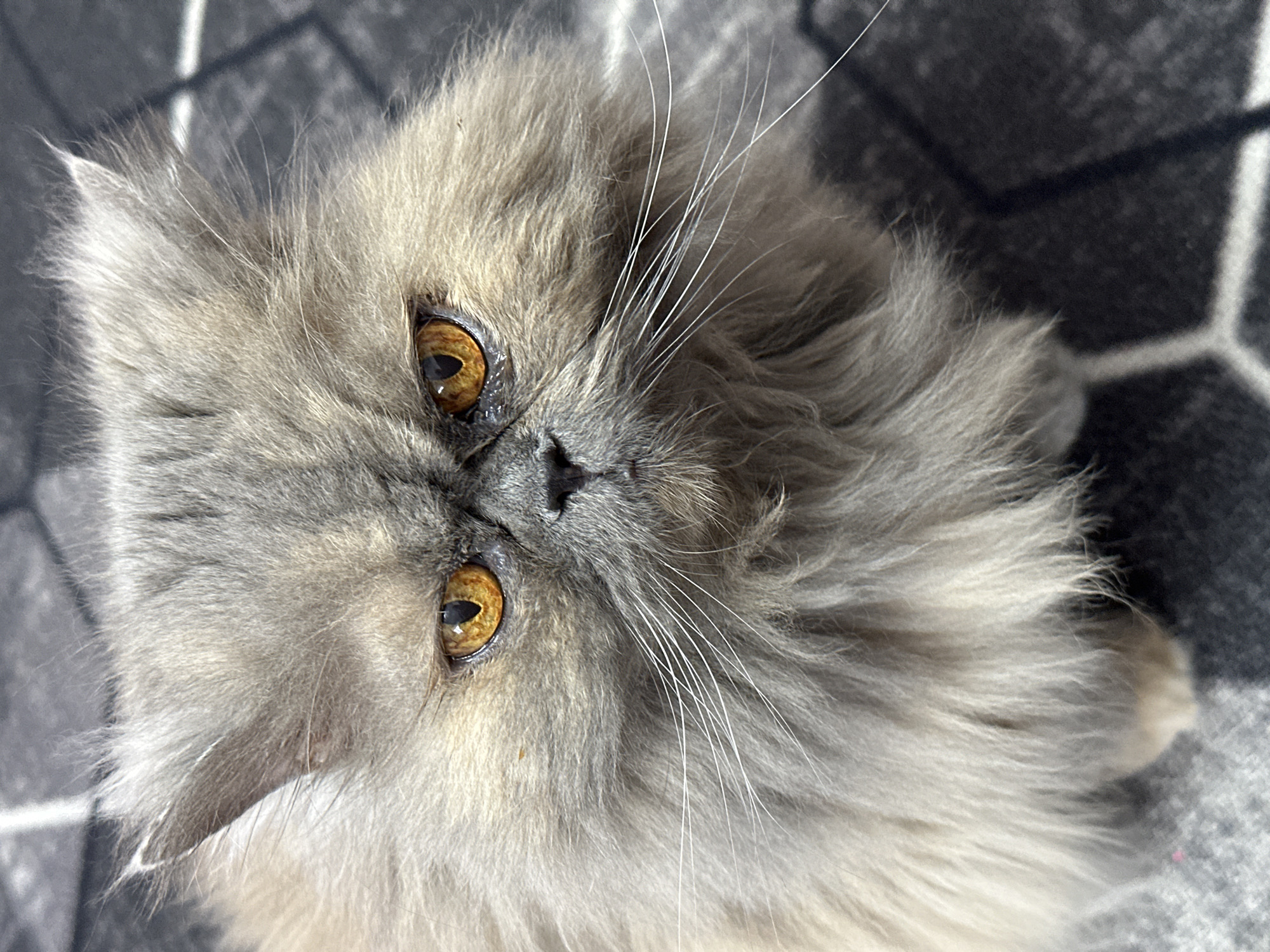 A close-up, eye-level, over-the-shoulder shot captures a fluffy, long-haired gray Persian cat with bright, orange eyes. The cat's face is directly facing the camera, with its ears slightly perked and its expression appearing somewhat grumpy or stern. The background consists of a dark gray carpet with a geometric pattern of white lines. The cat is positioned in the foreground, filling most of the frame. There is no indication of the cat's location in Chaikovsky, Russia.