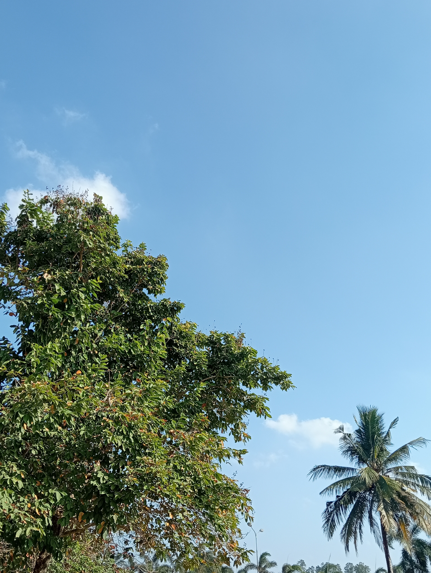 The image captures a bright, clear sky in Taman Negeri, Indonesia. The upper portion of the frame is dominated by a vast expanse of vivid blue sky with a few wispy white clouds. On the left, a large, leafy green tree with some reddish-brown leaves and small dark fruits is prominently featured. To the right and slightly lower than the large tree, a palm tree with its characteristic fronds stands tall against the blue sky. In the background, a hazy line of trees and possibly some structures can be seen at the bottom edge of the frame. The scene is tranquil and depicts a natural environment under a sunny sky.