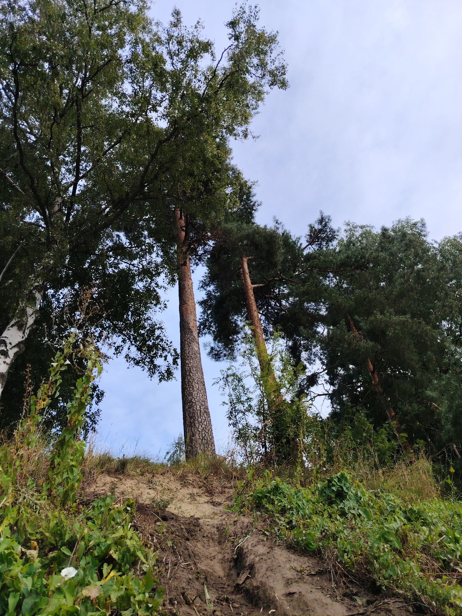 The image depicts a scene from the forest park zone of Zelenograd, Russia, specifically near the area of the artificial ponds and the embankment. A sandy slope covered with vegetation, including grass and climbing plants, is visible in the foreground. Several trees, including birch and pine trees, dominate the upper portion of the frame, their branches reaching towards a pale blue sky with scattered clouds. The overall impression is a natural, somewhat wild landscape, characteristic of a park in the Moscow Oblast. There are no people or specific actions depicted in the image.