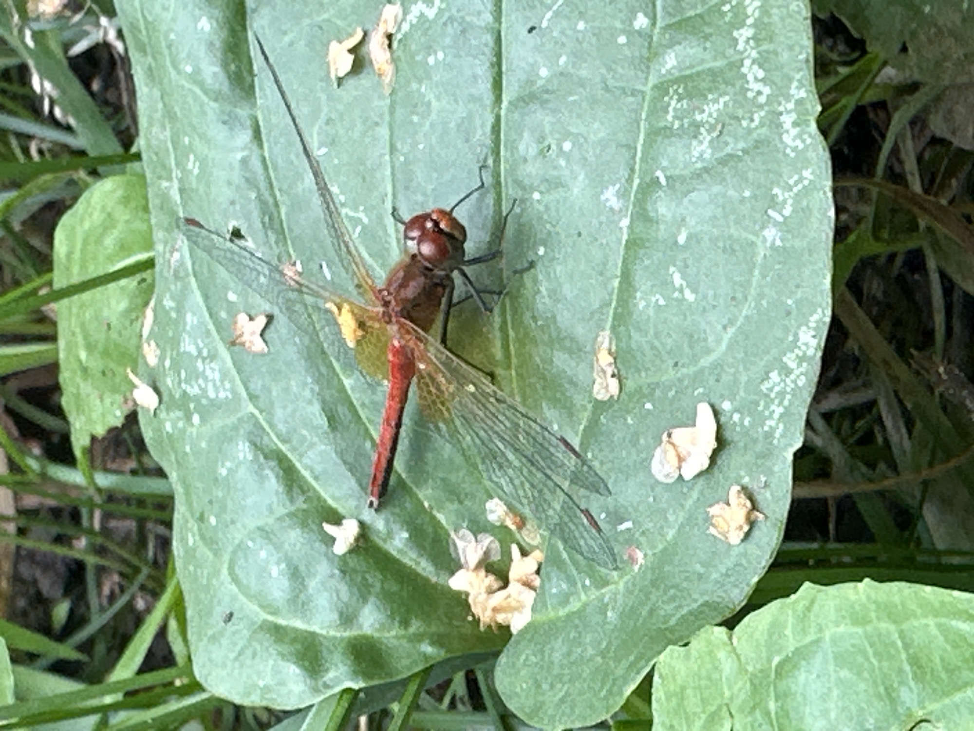 A close-up shot captures a red dragonfly resting on a large, vibrant green leaf. The dragonfly, with its detailed red body and translucent wings, is positioned in the center of the frame, facing to the right. Its large, compound eyes are clearly visible. Scattered across the leaf are several small, dried, light-colored fragments, possibly remnants of flowers or leaves. The background consists of blurred green foliage and dark soil, suggesting an outdoor natural setting. The image does not contain any information about the city of Chaikovsky, Russia, or any human presence.