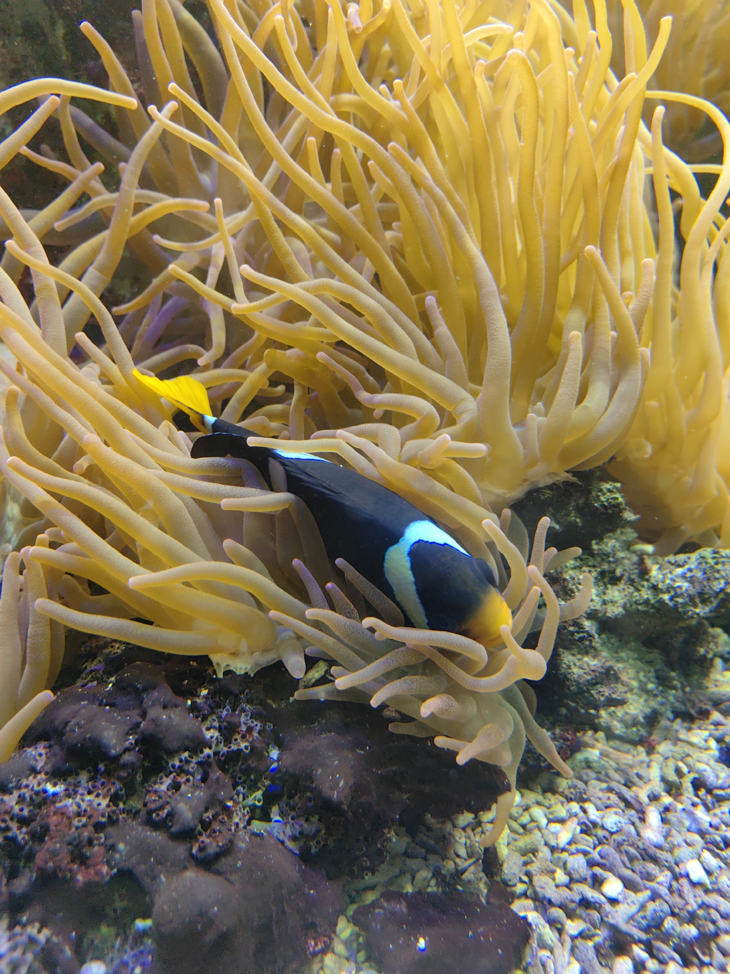 A clownfish with black, white, and yellow markings swims amongst the tentacles of a yellow sea anemone. The anemone's tentacles are long and flowy, creating a dense environment around the fish. The background shows dark, textured rocks and a gravelly seabed. The image is brightly lit, highlighting the vibrant colors of the marine life. The location is unknown.