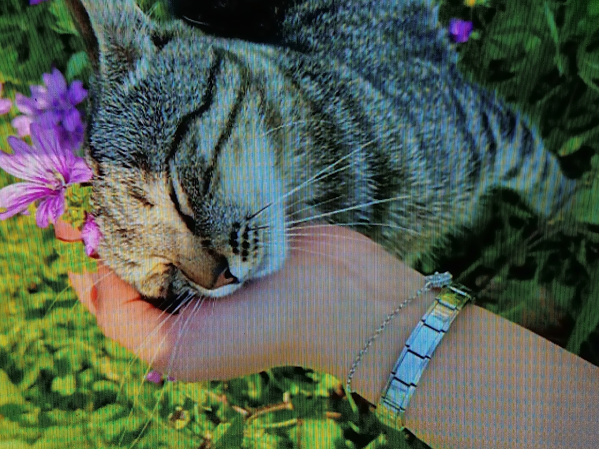 The image depicts a tabby cat with its eyes closed, resting its head on a person's hand. The hand is adorned with a silver-toned bracelet. Purple flowers are visible near the cat's head, and there is green vegetation in the background. The location is not provided in the image.
