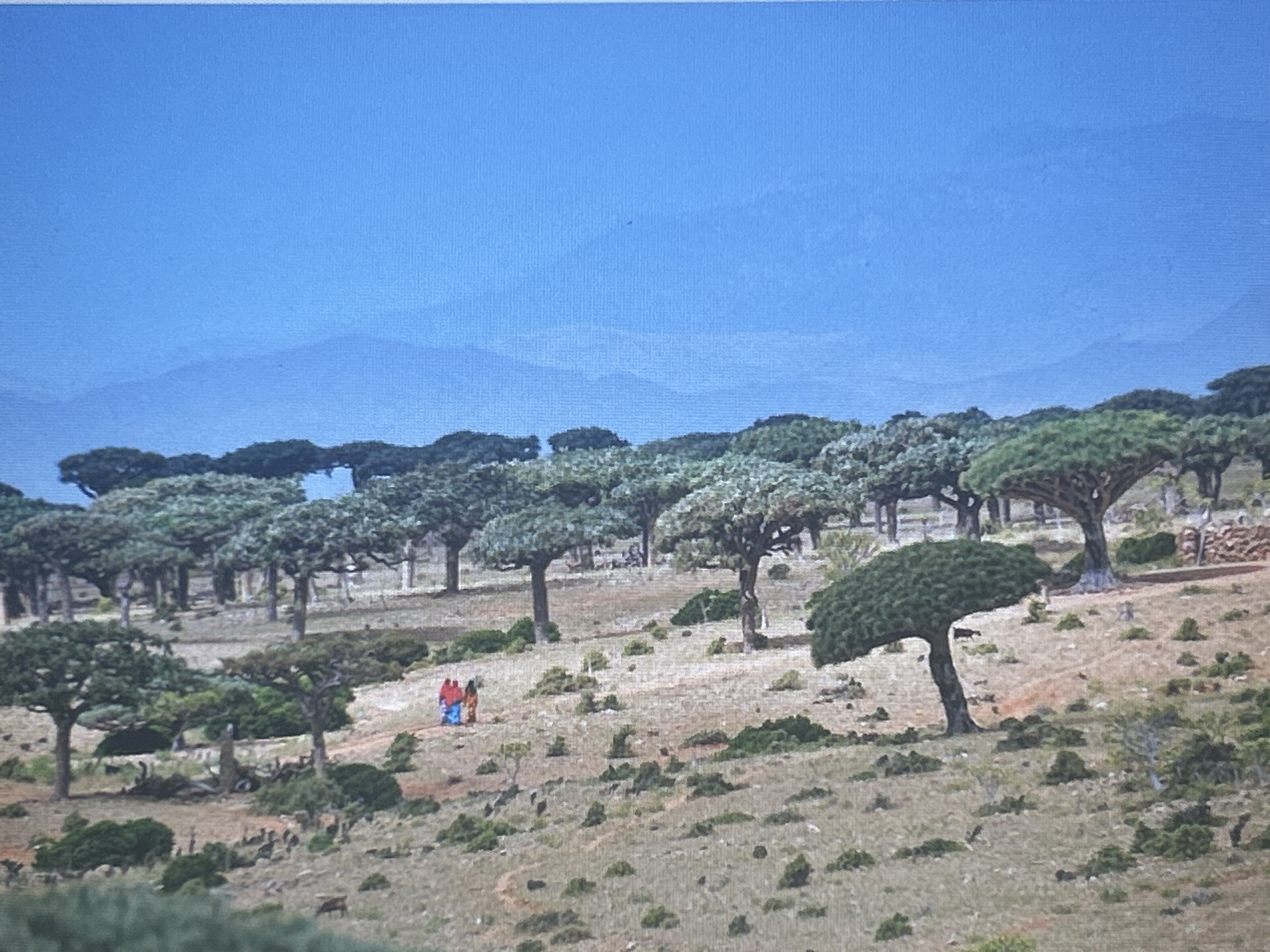 The image depicts a desolate, arid landscape with numerous unique, umbrella-shaped trees, characteristic of dragon's blood trees. The terrain is rocky and sparsely vegetated with low-lying scrub. In the mid-ground, two individuals are walking away from the camera; one is wearing a red garment and the other a blue and orange garment. Further back, a dense cluster of similar trees forms a forest-like area. In the background, hazy mountains rise against a clear, bright blue sky. The overall scene suggests a remote, possibly subtropical or desert environment. There is no indication that this location is in Sofia, Bulgaria.