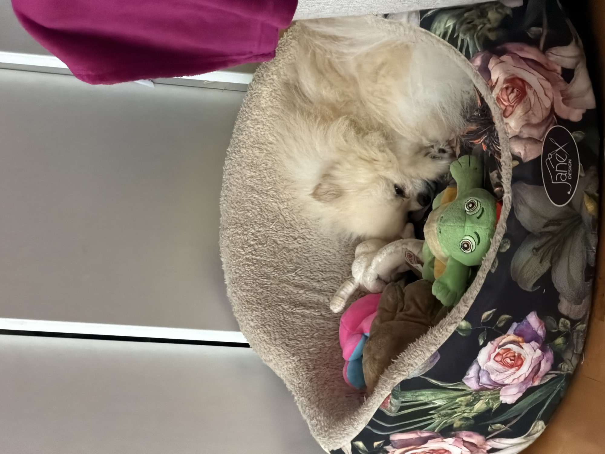 A medium-shot image shows a white Pomeranian dog curled up in a floral-patterned dog bed. The dog is surrounded by several stuffed toys, including a green turtle. The dog bed has a tan shaggy edge and a floral interior with roses. The brand "Janex Design" is visible on the side of the bed. The dog is light cream colored with its face tucked into its body. Above the bed is a pink cloth. The background consists of a white wall. The location is not discernible as Varna, Bulgaria.