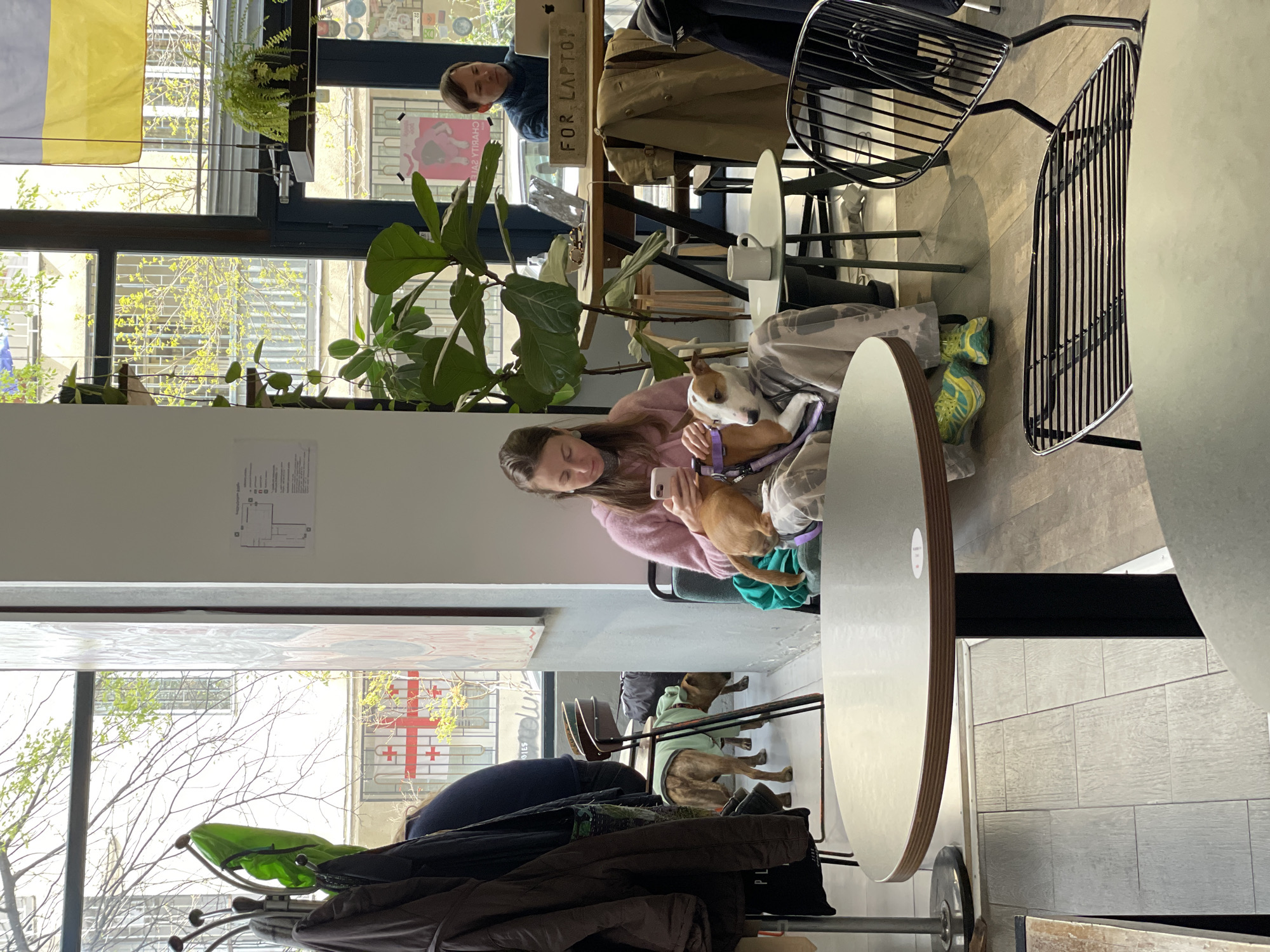 The image is taken inside what appears to be a cafe in Tbilisi, Georgia. A young woman in a pink sweater sits with a dog on her lap, using a smartphone to take a picture. The dog has a light brown and white coat and is wearing a purple collar. Another dog in a green sweater is visible on the floor near a coat rack. In the background, a man is sitting at a table working on a laptop. There are plants near the windows, and the Georgian flag is visible outside. The setting is casual with modern furniture, including metal chairs and round tables. A sign reading "FOR LAPTOP" is visible on the table where the man is working.