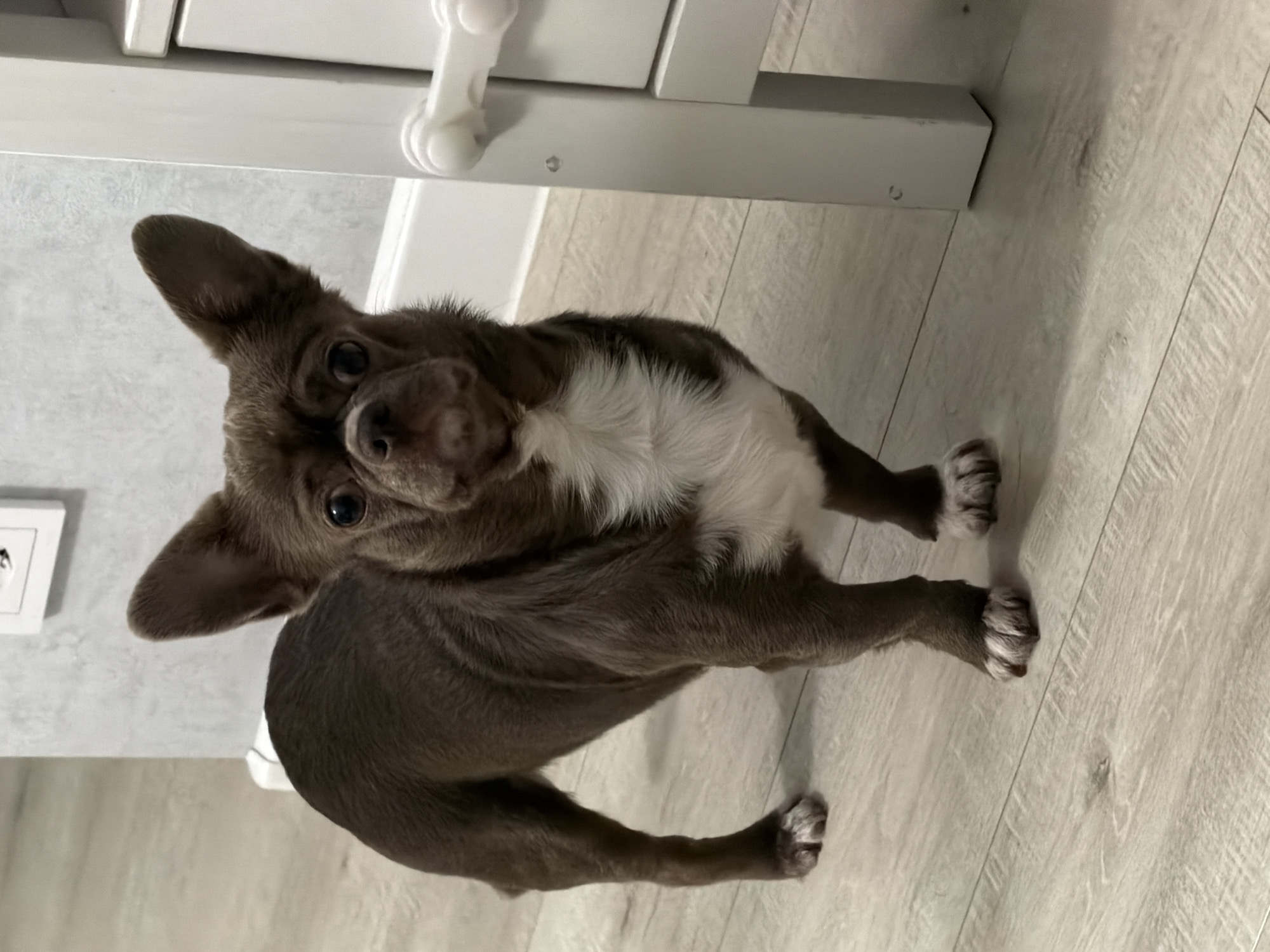 A brown and white Chihuahua stands on a light wood-grain floor. The dog is looking up at the camera, with its head tilted to the side. Behind the dog is a white cabinet. A white electrical outlet is visible to the left of the dog. The location is unknown; there is no evidence to support it being in Votkinsk, Russia.