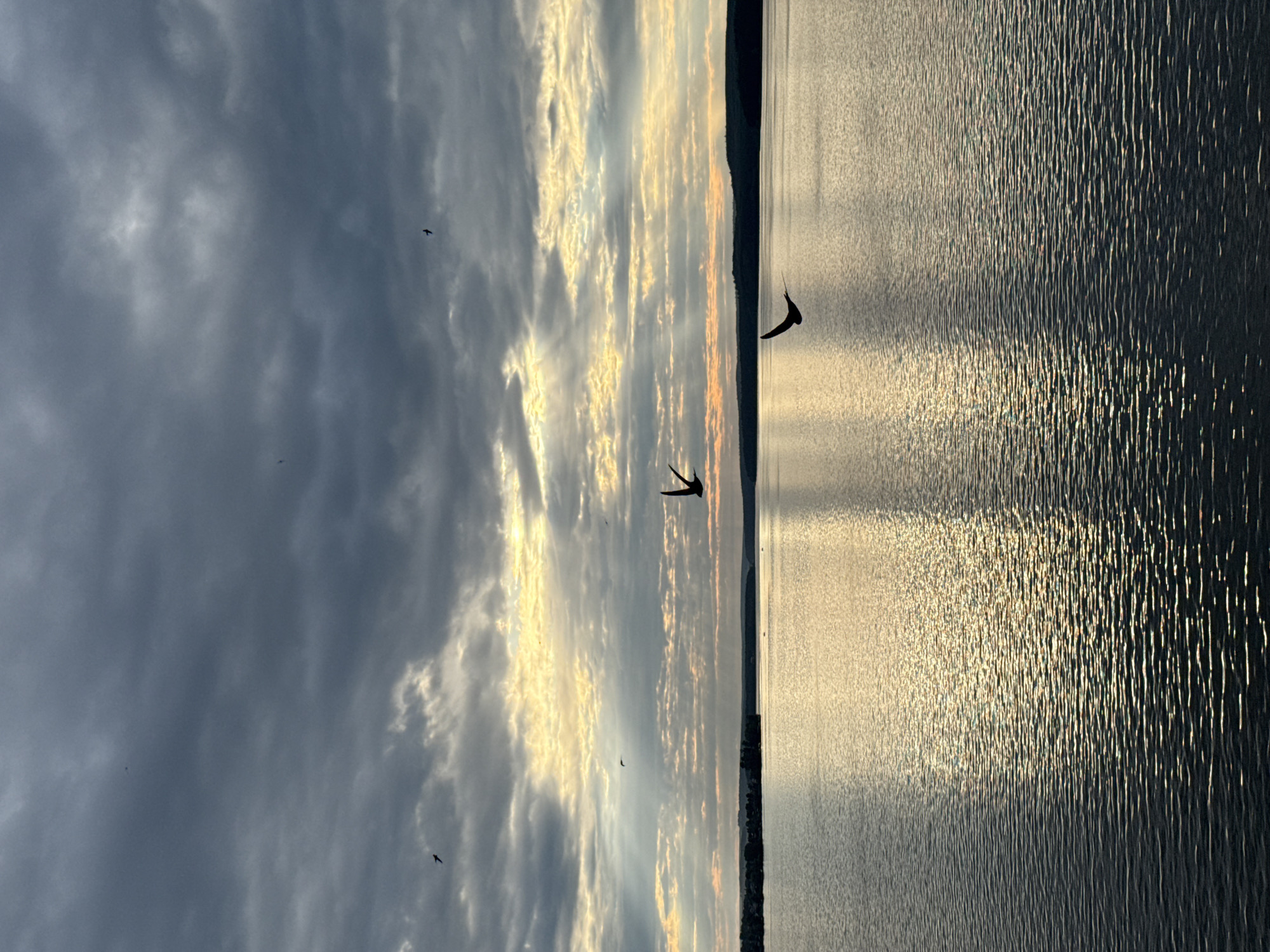 The image depicts a body of water, likely a lake or river, under a cloudy sky with shafts of sunlight breaking through. Several birds are silhouetted against the sky and water, in flight. The shoreline, with dark vegetation and trees, is visible in the distance. The water's surface reflects the light, creating a shimmering effect. The scene appears to be located at the Votkinskoye Reservoir, a large reservoir on the Kama River, near the city of Votkinsk, Russia. The time of day appears to be either sunrise or sunset, given the dramatic lighting. There are no people visible in the image.