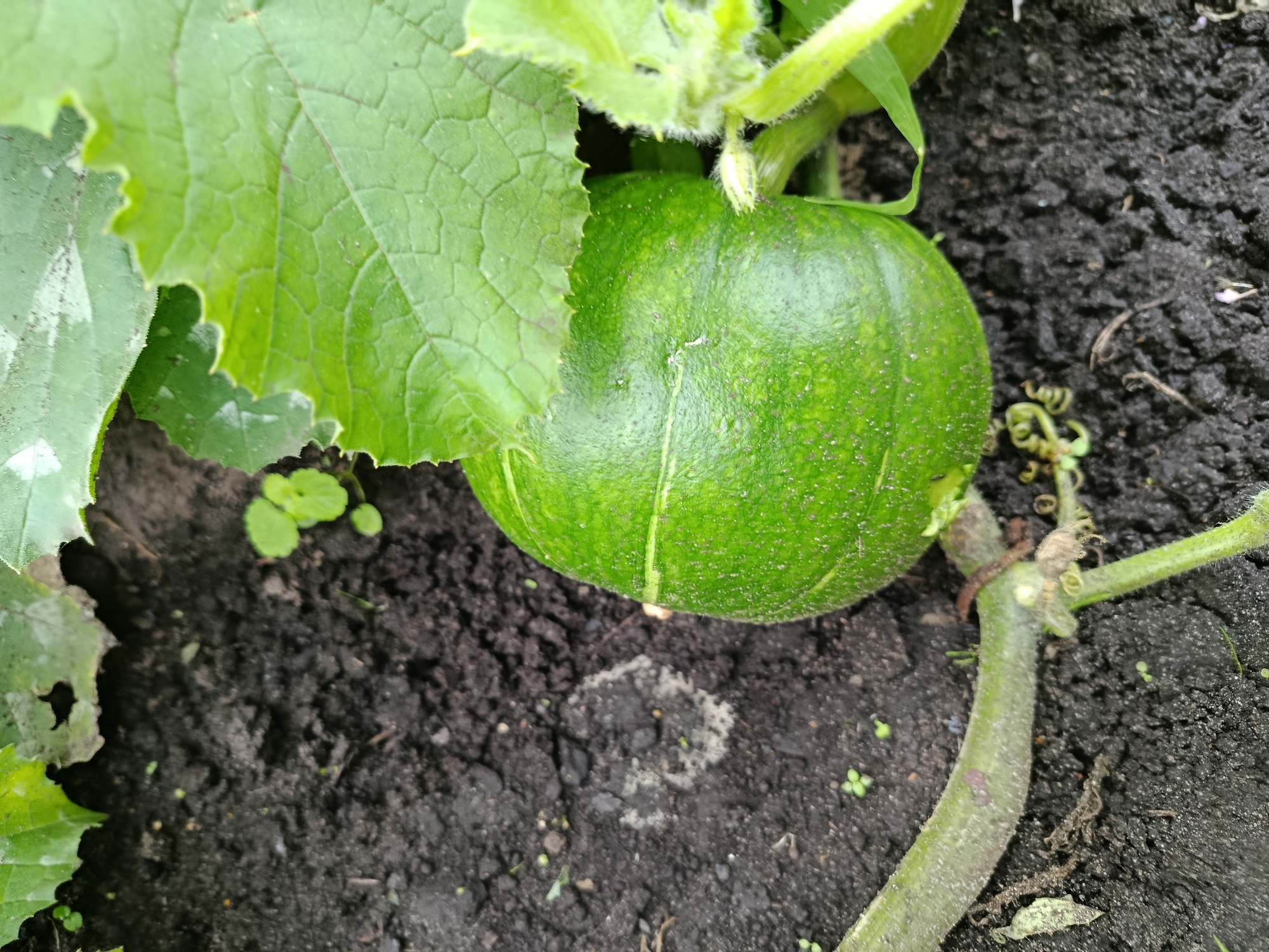 The image shows a close-up of a small, green, unripe pumpkin growing on a vine in dark soil. The pumpkin has faint white stripes running vertically. A large green leaf from the same plant is partially obscuring the pumpkin. The soil is rich and dark, with some small green sprouts and dried plant debris visible. A thick, green vine extends from the right side of the frame, supporting the pumpkin and other foliage. There is no indication of human presence or activity in the immediate vicinity. The setting appears to be a garden or natural environment in Verea, Russia.