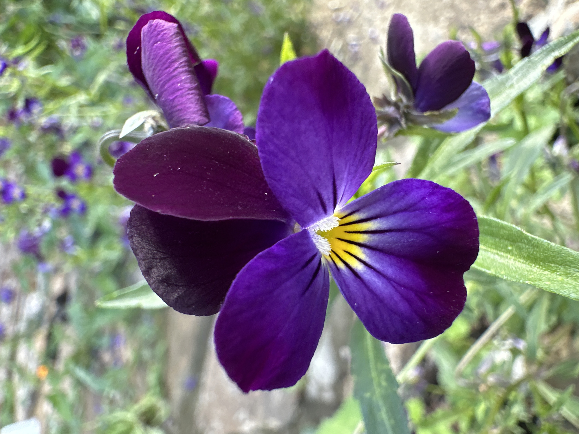 This is a close-up, eye-level, horizontal, medium shot of a cluster of dark purple pansies with hints of yellow in the center of the largest bloom. The foreground flower is in sharp focus, showcasing its velvety texture and delicate veining. The other flowers and green foliage are softly blurred in the background, creating a shallow depth of field. The largest pansy has five petals, with the top two slightly hooded and the bottom three fanned out. The inner part of the flower displays a bright yellow center with dark purple streaks radiating outwards. The surrounding foliage is a vibrant green, with some plants appearing to have smaller, lighter purple blooms in the background. The lighting suggests it is daytime, with no specific indication of time or weather. The overall impression is one of natural beauty and vibrant color.