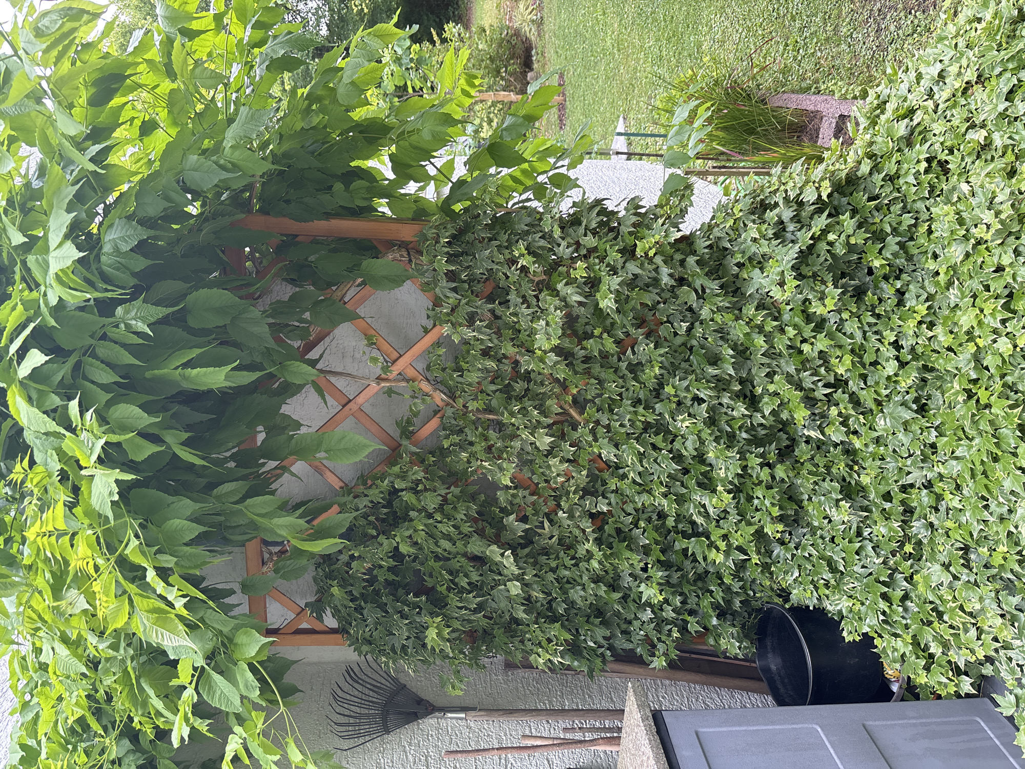 The image shows a garden scene against a textured wall. A wooden trellis, partially covered by ivy, stands vertically. Above the trellis, a plant with large, leafy branches cascades downwards, its leaves a vibrant green. To the left of the trellis, a rake with a wooden handle leans against the wall, next to several other wooden poles and a grey storage bin. A black bucket is visible at the base of the wall, near the storage bin and the ivy. The ground is covered with grass, and a flower bed with tall grasses is visible to the right of the ivy. The scene appears to be in an outdoor setting.