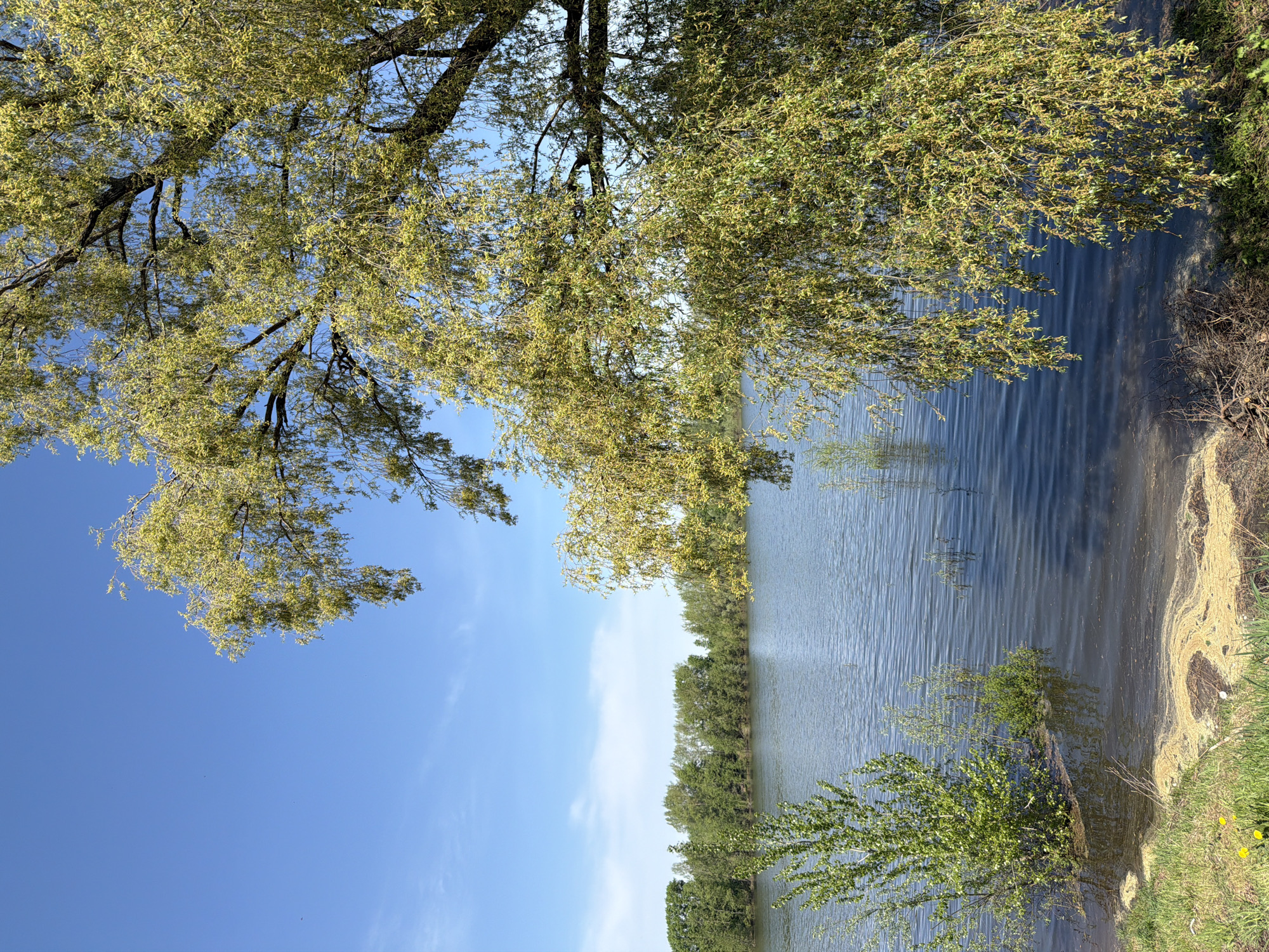 A landscape photograph taken in Chaikovsky, Russia, features a body of water, possibly a lake or wide river, reflecting the sky. The water has a ripple texture and varies in shade from light to dark blue. A band of trees with green foliage lines the opposite shore. In the foreground, trees with blooming, yellow-green foliage hang over the water's edge. Some yellow algae are visible along the edge of the shore in the immediate foreground. The sky is bright blue with wispy white clouds.