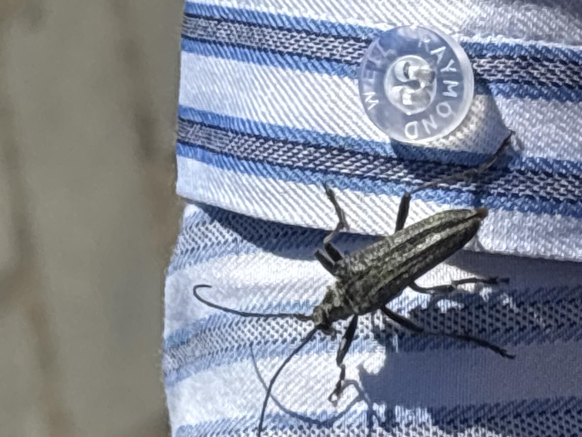 A longhorn beetle is perched on a blue and white striped shirt. The shirt has a clear plastic button with the name "WEILL RAYMOND" imprinted on it. The background to the left of the shirt is out of focus and appears to be a neutral color. The beetle is positioned near the button, and its long antennae are visible. It is casting a dark shadow on the shirt. The location and details of Chaikovsky, Russia are not identifiable in the photo.