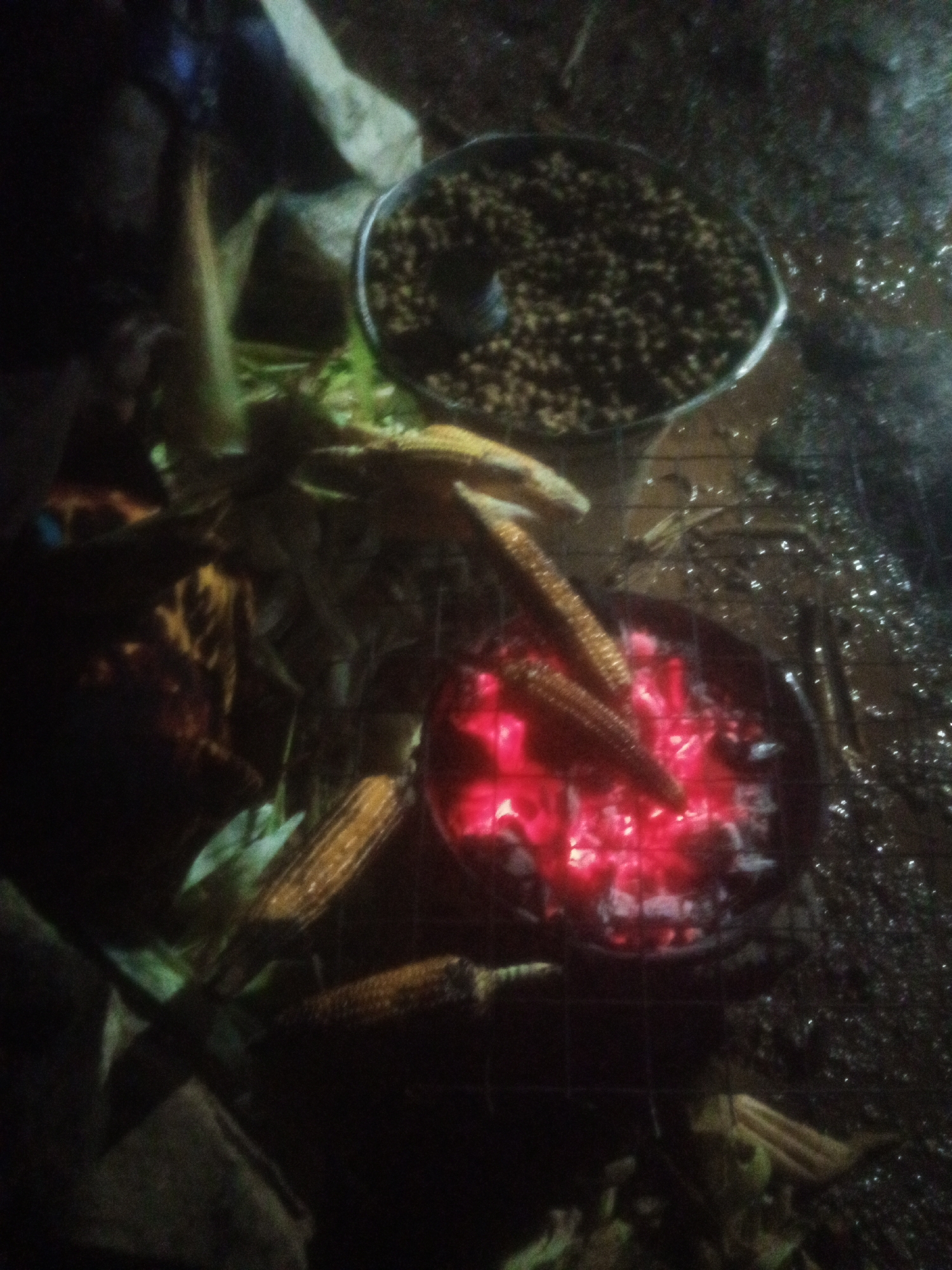 In Tundun Wada West, Nigeria, an outdoor scene unfolds around a charcoal grill filled with glowing red embers. Several ears of corn, some with their husks still attached, are positioned over the heat, suggesting they are being roasted. To the left of the grill, a dark object, possibly a person's arm or clothing, is partially visible. Above and to the left of the grill, a metal bowl contains a dark, granular substance, the contents of which are not clearly identifiable. The ground surrounding the grill appears wet, reflecting the ambient light and showing scattered bright spots. The overall lighting is dim, indicating it is likely evening or nighttime, and the image has a grainy quality.