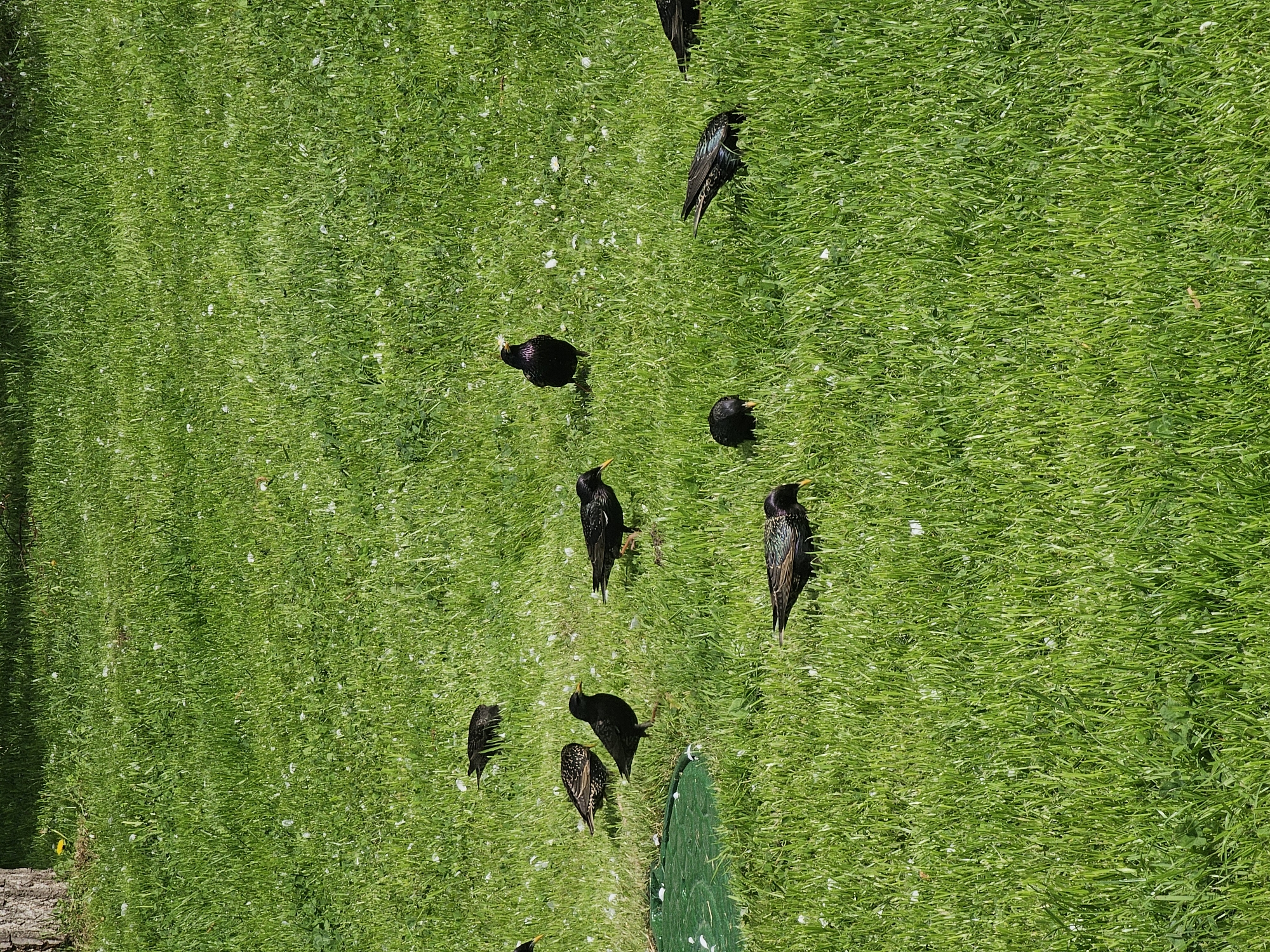 The image shows a patch of green grass with several European starlings scattered across it. There are white feathers strewn on the grass. The location appears to be outdoors, and based on the presence of European starlings, it could potentially be Moscow, Russia, as this species is common in that area. There are no people visible in the frame.