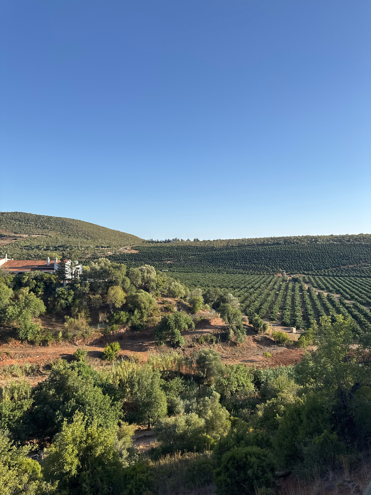The image depicts a panoramic view of rolling hills covered in lush green vegetation under a clear blue sky. In the foreground, a dense collection of trees and bushes occupies the lower portion of the frame. A dirt path winds through this area, separating it from the terraced fields of crops that dominate the middle ground. These fields are meticulously arranged in neat rows, creating a visually striking pattern across the landscape.
Further up the hill, a cluster of buildings with red-tiled roofs is visible, nestled amongst more trees. These buildings appear to be part of a larger complex. The background is filled with more hills, some of which are also covered in vegetation, suggesting a rural or agricultural setting. The overall impression is one of natural beauty and cultivated land, likely in a region known for its agriculture. The image does not contain any people or actions. The location is Loulé, Portugal.