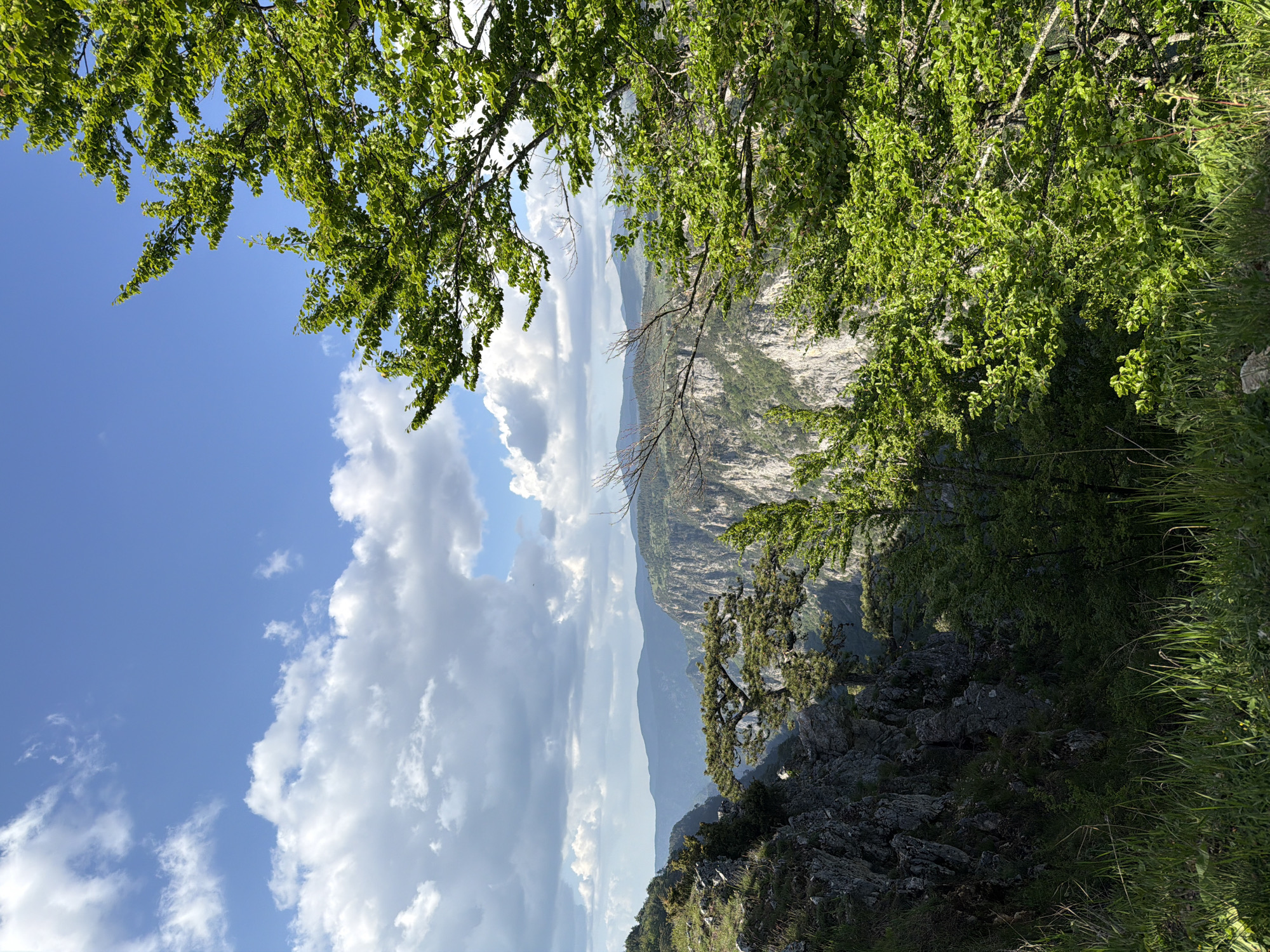 A landscape image, rotated 90 degrees counterclockwise, depicting a mountainous terrain viewed from a high vantage point, likely in or near Nedajno, Montenegro. A portion of the sky is visible with blue patches and puffy white clouds filling the upper left corner. A thick canopy of green leaves occupies the upper edge of the frame, both left and right, partially obscuring the view. The middle ground reveals a steep, rocky cliff face with sparse vegetation clinging to its sides. Deeper into the scene, other mountain ranges fade into the distance. The foreground consists of rocky terrain and green grass to the right. The composition suggests a viewpoint from a mountain's edge.
