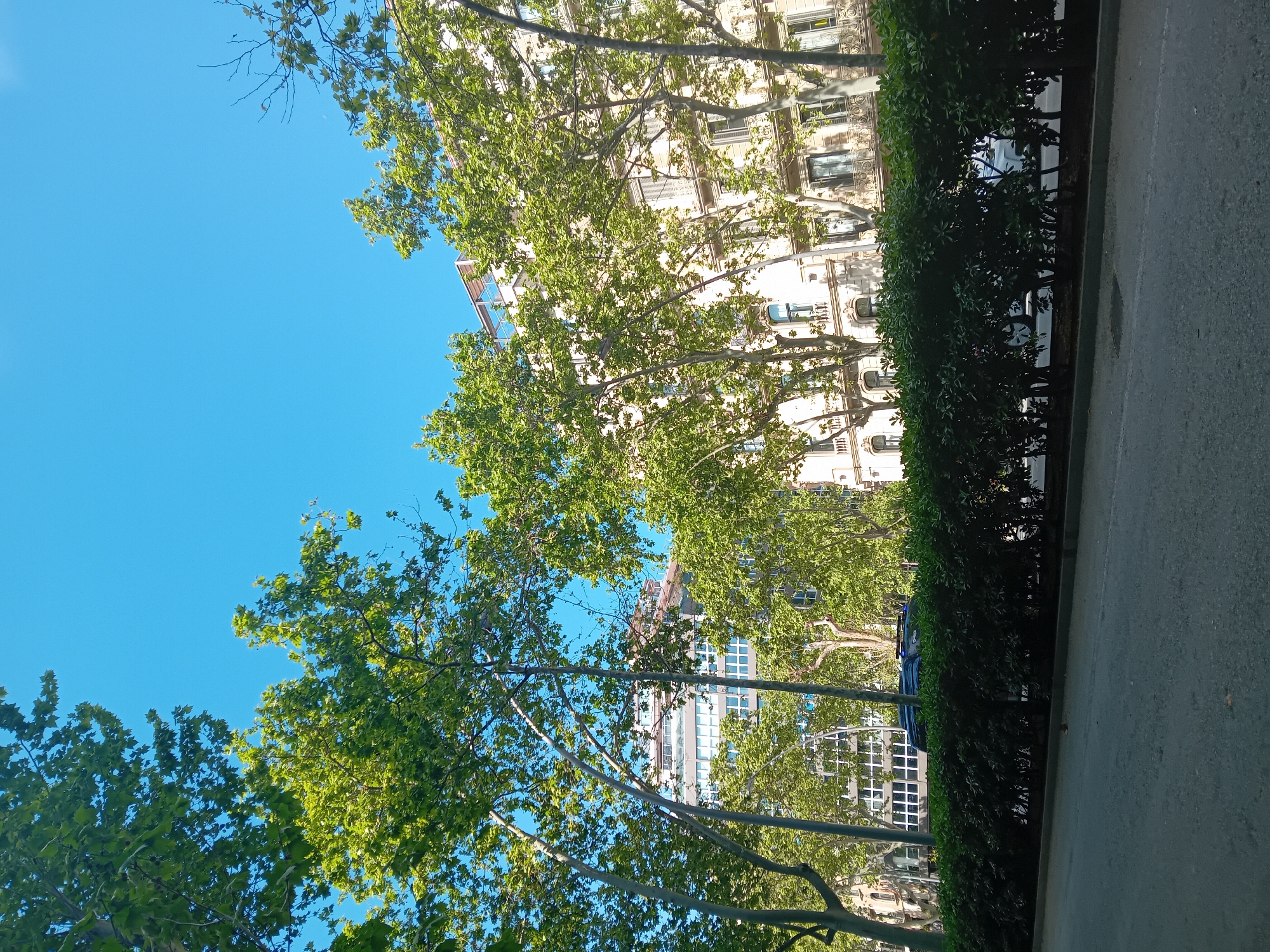 The image depicts a street scene in Barcelona, Spain. The perspective is tilted, looking up towards a clear, bright blue sky. Trees with green foliage dominate the foreground, their branches extending across the frame. Behind the trees, a building with multiple windows and architectural details is visible. A hedge lines the right side of the image, bordering a paved surface, likely a sidewalk or road. A blue car is also visible between the trees.