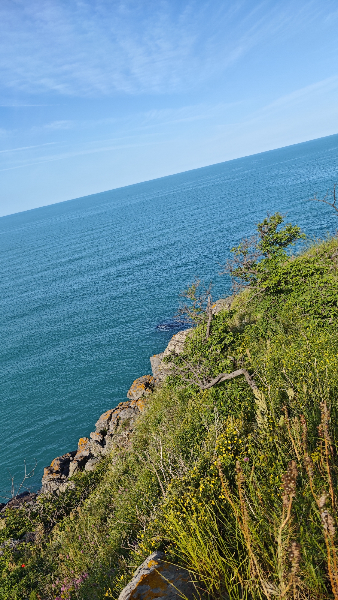 The image depicts a coastal scene near Sozopol, Bulgaria. A rocky cliff overgrown with lush green vegetation dominates the foreground. Various plants, including grasses and wildflowers, are visible. A small, weathered tree clings to the cliffside. Below, the turquoise water of the Black Sea extends to the horizon, where it meets a clear, blue sky with scattered clouds. The overall impression is one of natural beauty and rugged coastal terrain.