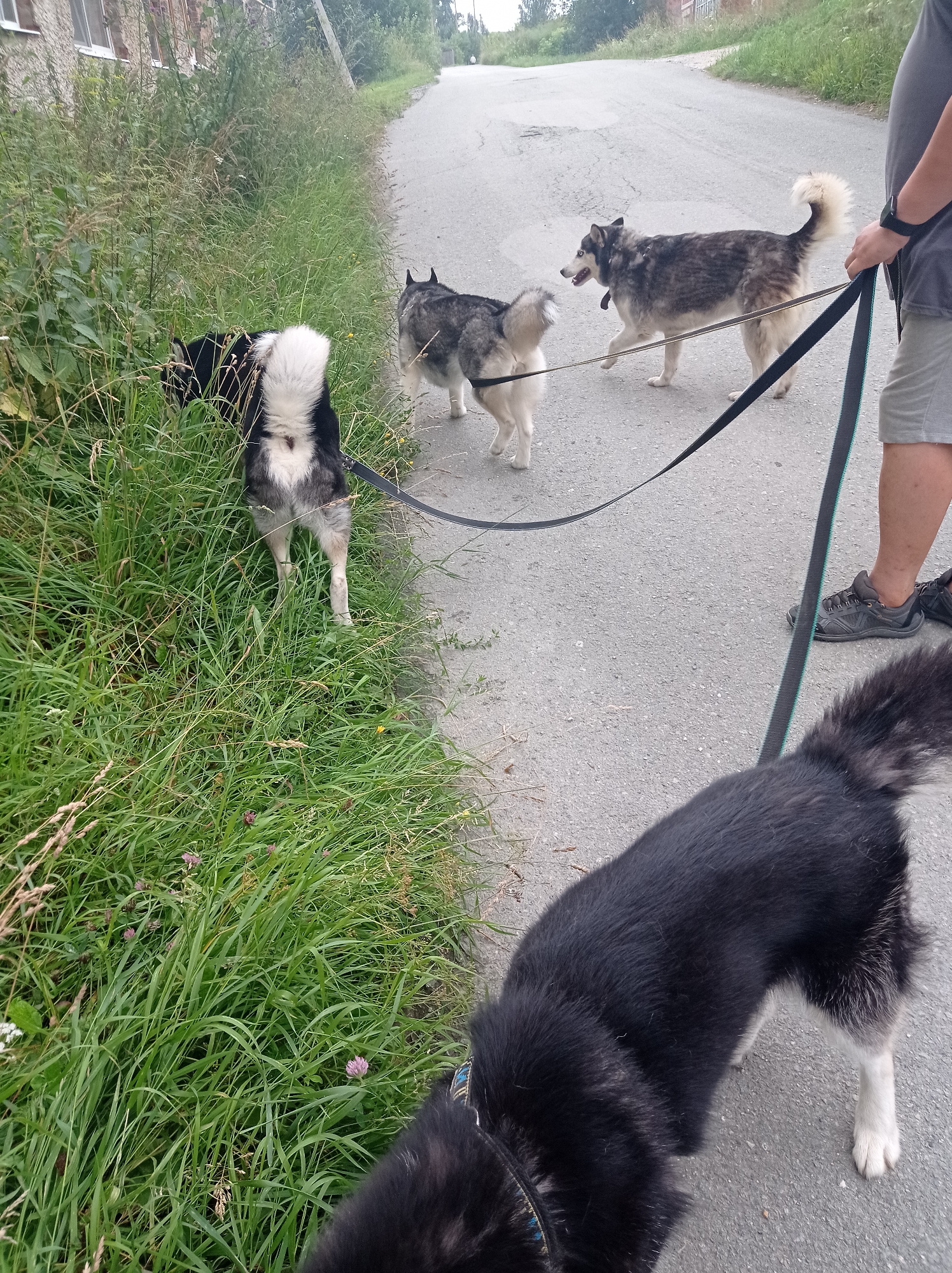 In Degtyarsk, Russia, a person is walking three husky dogs on a leash down a paved road. The dogs are of varying colors, including black, white, and grey. The road is flanked by a grassy verge with some wildflowers. A building is visible in the background on the left side of the road. The person is wearing a gray t-shirt, gray shorts, and black athletic shoes. The dogs are all on leashes, with the leashes being held by the person. The dogs appear to be walking in the same direction as the person. One dog is in the foreground, facing away from the camera. Two other dogs are further down the road, one of which is looking at the person. The overall scene depicts a common outdoor activity in a somewhat rural setting.