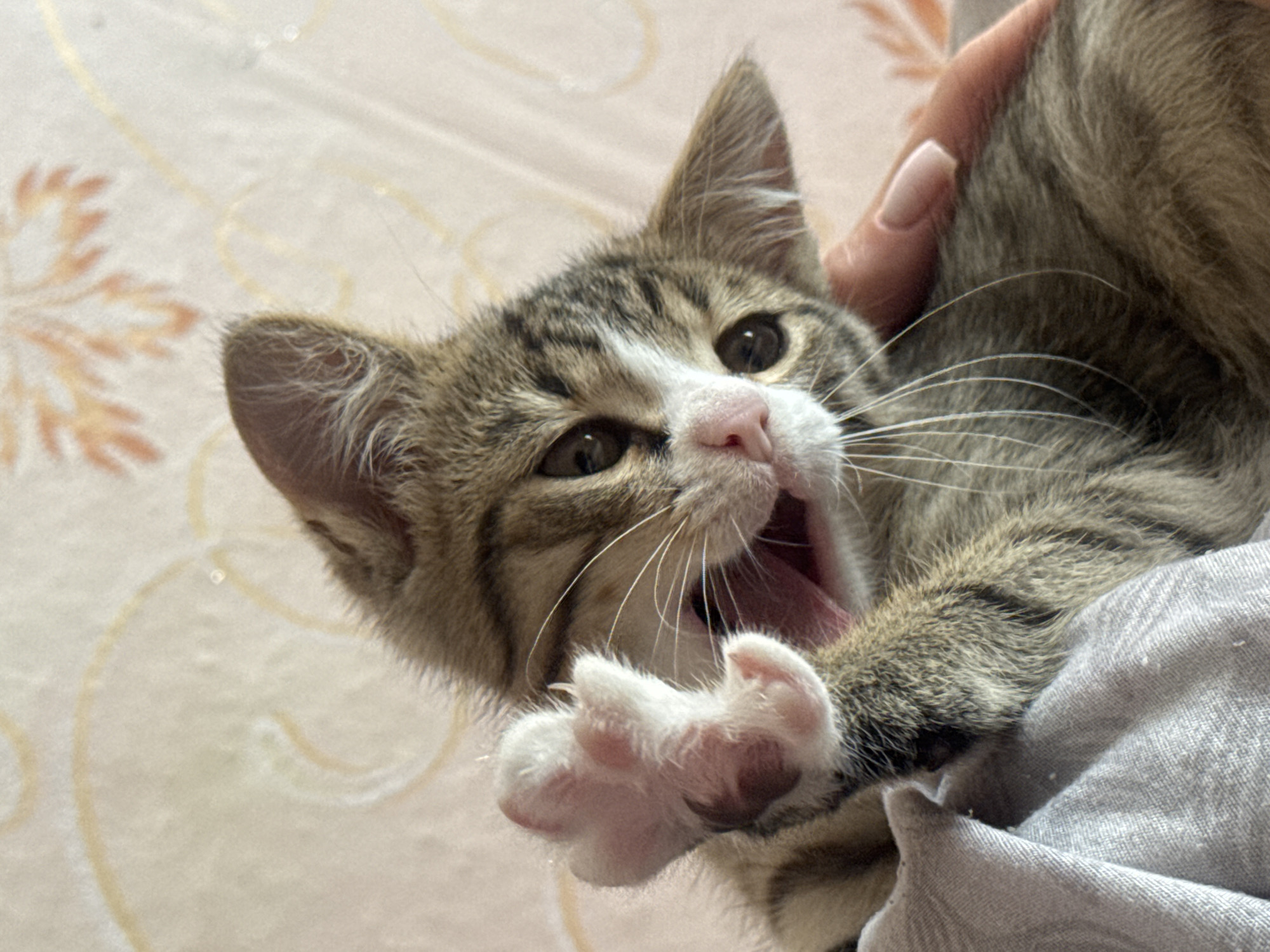 A close-up, eye-level shot shows a tabby kitten with its mouth open in a wide yawn, revealing its pink tongue and gums. Its right front paw is raised, displaying its pink toe beans. The kitten's fur is a mix of brown, black, and white stripes. Its dark eyes are wide open, and its pink nose is slightly crinkled. A person's hand with light-pink fingernails is gently holding the kitten's neck, partially visible on the right side of the frame. The background is a soft-focus tapestry with a floral pattern in muted yellow and orange tones. The lighting is bright and natural, suggesting an indoor environment during the daytime.