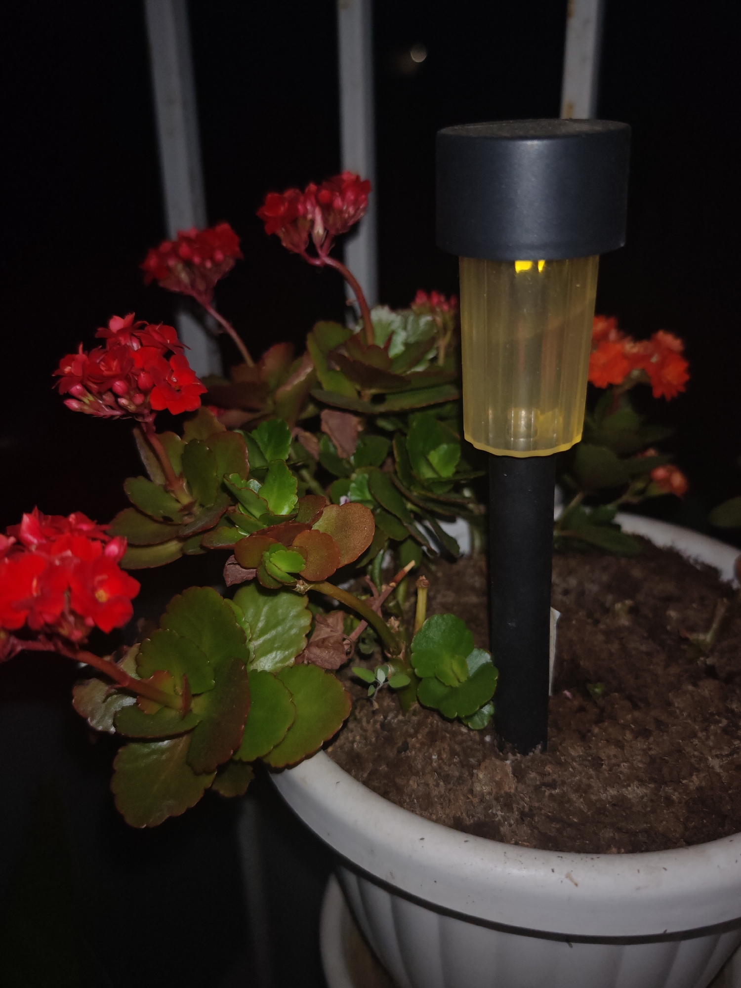 This image, captured in the city of Shumen, Bulgaria, depicts a potted Kalanchoe plant and a small solar garden light in low light conditions. The plant, positioned to the left and center, features clusters of small, vivid red-orange flowers and numerous dark green, succulent leaves, some exhibiting reddish undertones. It is contained within a white, vertically fluted pot filled with dark brown, granular soil. To the right, a black and yellow solar light is staked directly into the soil. The light consists of a black, cylindrical cap, a translucent yellow, ribbed cylindrical body, and a black stake. A faint yellow light emanates from within the yellow body of the solar lamp. The background is predominantly dark, with two faint, light-colored vertical bars visible, likely part of a railing or structural element. No human presence or animals are visible.