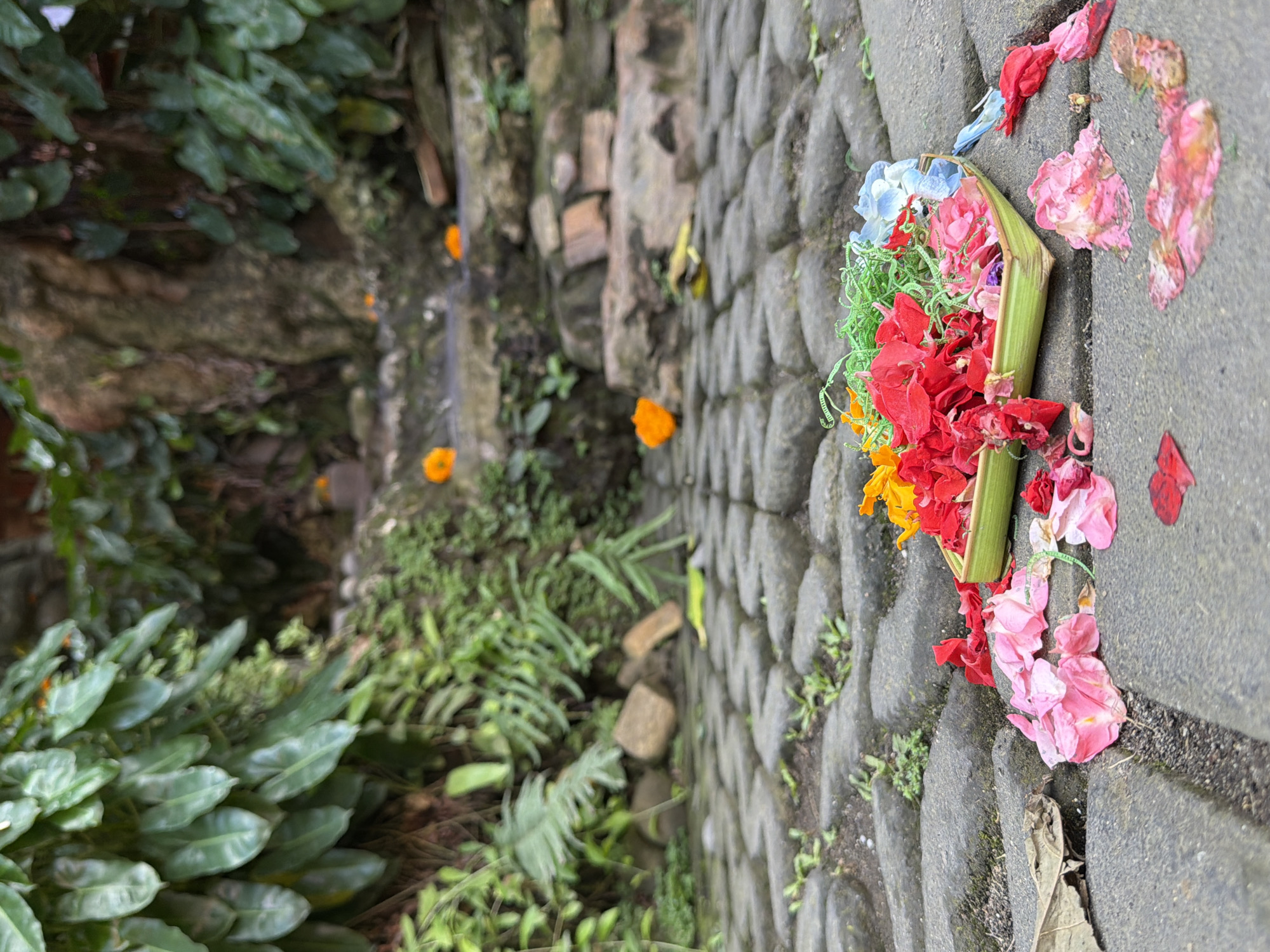 The image depicts an outdoor scene, possibly in Mengwi, Indonesia, characterized by a stone pathway and lush vegetation. In the foreground, a rectangular woven green basket is filled with an assortment of colorful flowers, including red, pink, orange, and blue petals, along with green shredded material that appears to be decorative ribbon or leaves. Several loose flower petals, predominantly pink and red, are scattered on the stone pathway around the basket. The pathway is made of interlocking gray stones, with patches of moss and small weeds growing between them. In the background, stone steps ascend a slight incline, also decorated with scattered orange flowers. The surrounding environment is rich with foliage, with large, glossy green leaves dominating the left side of the frame and more varied greenery and moss on the steps and background. The lighting suggests a natural, possibly overcast or shaded, outdoor environment. No people are visible in the image.