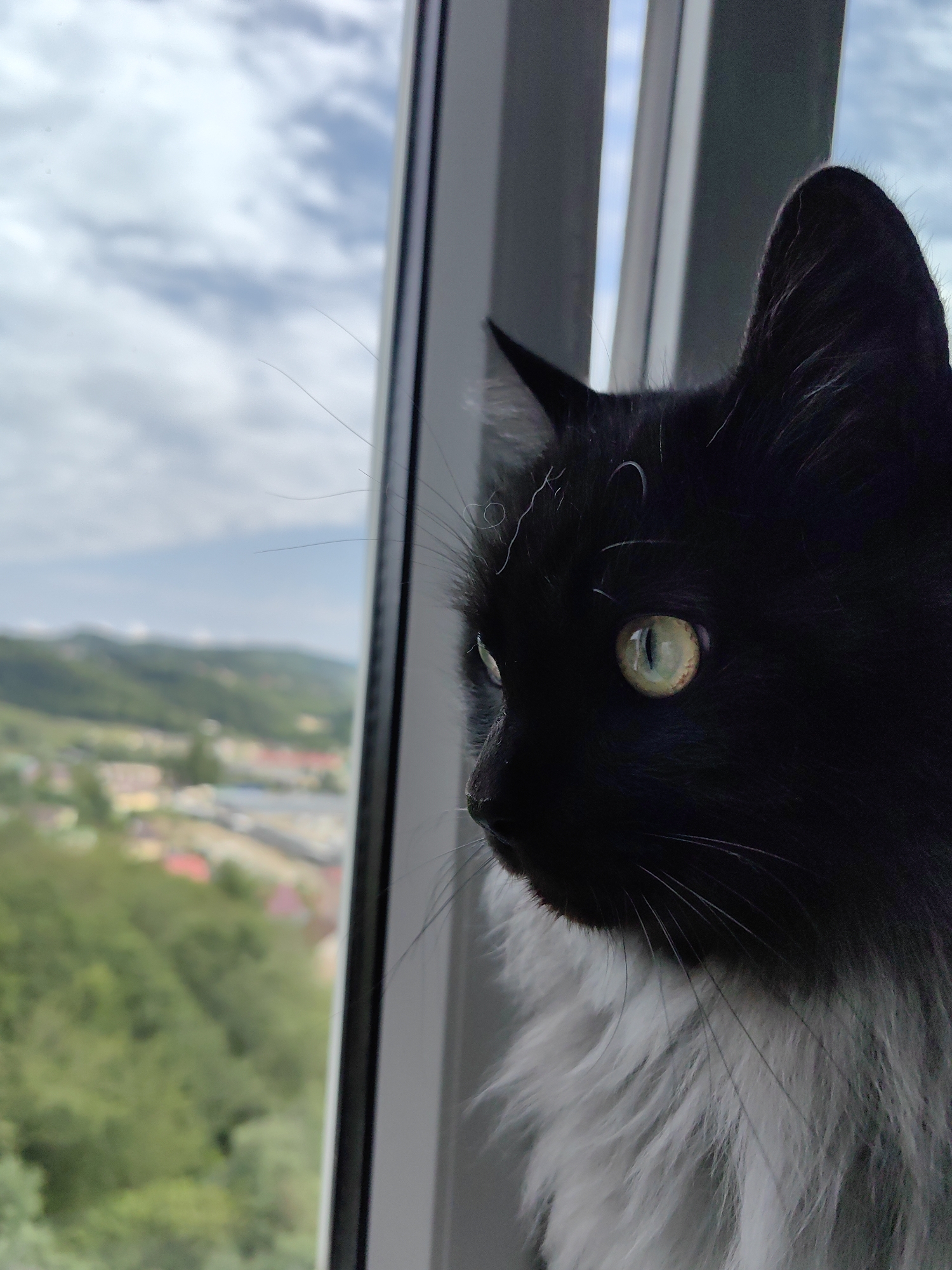 A black and white cat with green eyes peers out a window overlooking a city and green hills under a cloudy sky. The cat's head and chest are visible, with its black fur covering its head and back, and white fur on its chest and neck. The cat is positioned on the right side of the frame, with its gaze directed to the left. The window frame, which is light gray, divides the image vertically. Through the window, a blurred cityscape with buildings and roads is visible, set against a backdrop of lush green hills. The sky is filled with white clouds against a light blue background. The scene appears to be taken from an elevated position, suggesting the window is on an upper floor of a building. Given the context of Sochi, Russia, this scene likely depicts a domestic cat in an urban or semi-urban environment within the city, possibly a residential area, enjoying the view.