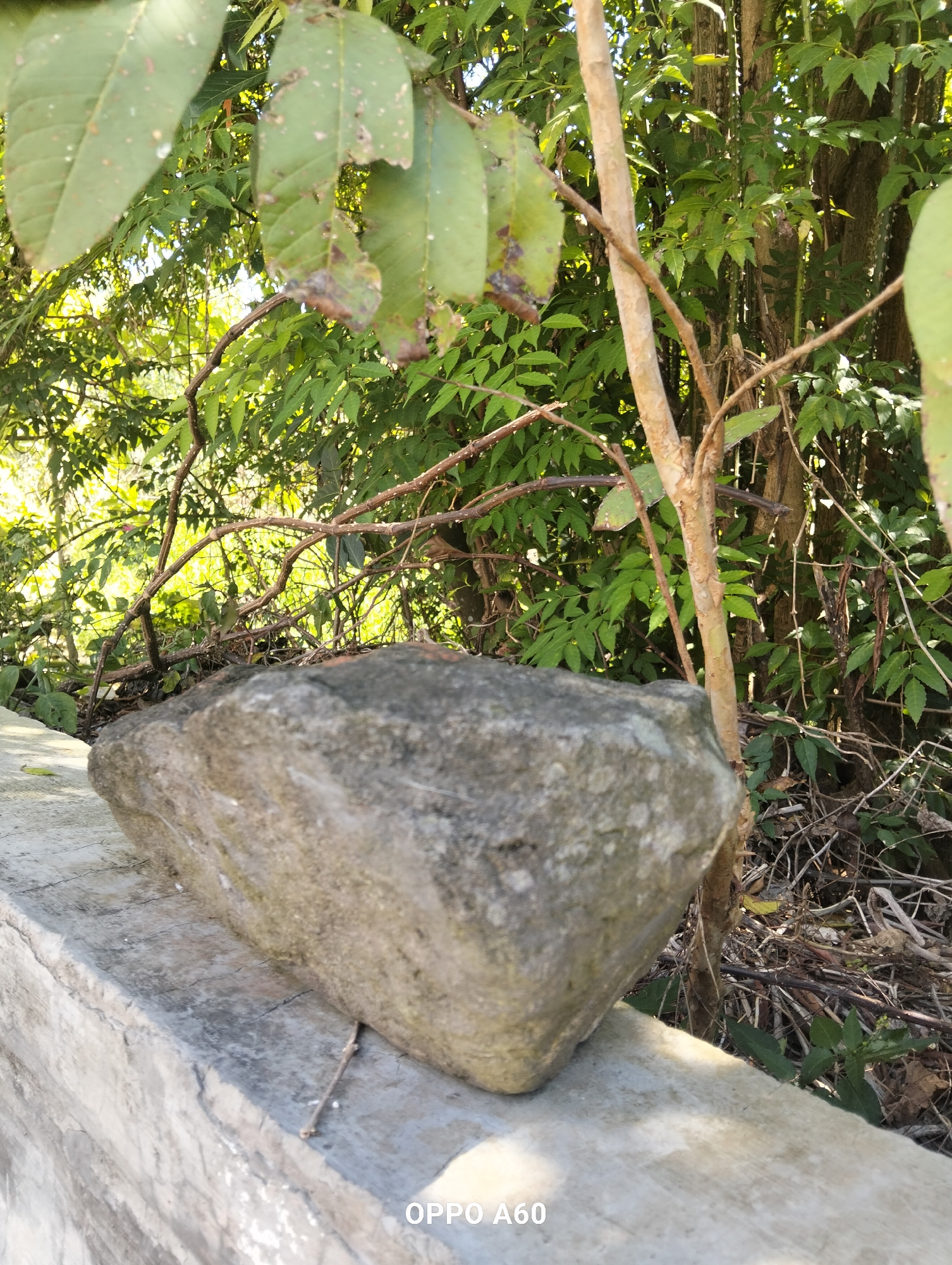 A rough, gray, rectangular rock rests on a concrete surface. The concrete surface is cracked and weathered. Behind the rock and concrete, a dense green foliage of trees and branches creates a natural backdrop. The sunlight filters through the leaves, casting dappled shadows. The image appears to be taken outdoors. There are no people or animals visible in the frame. The bottom right corner of the image contains a watermark that reads "OPPO A60". The scene is located in North Kuta, Indonesia.