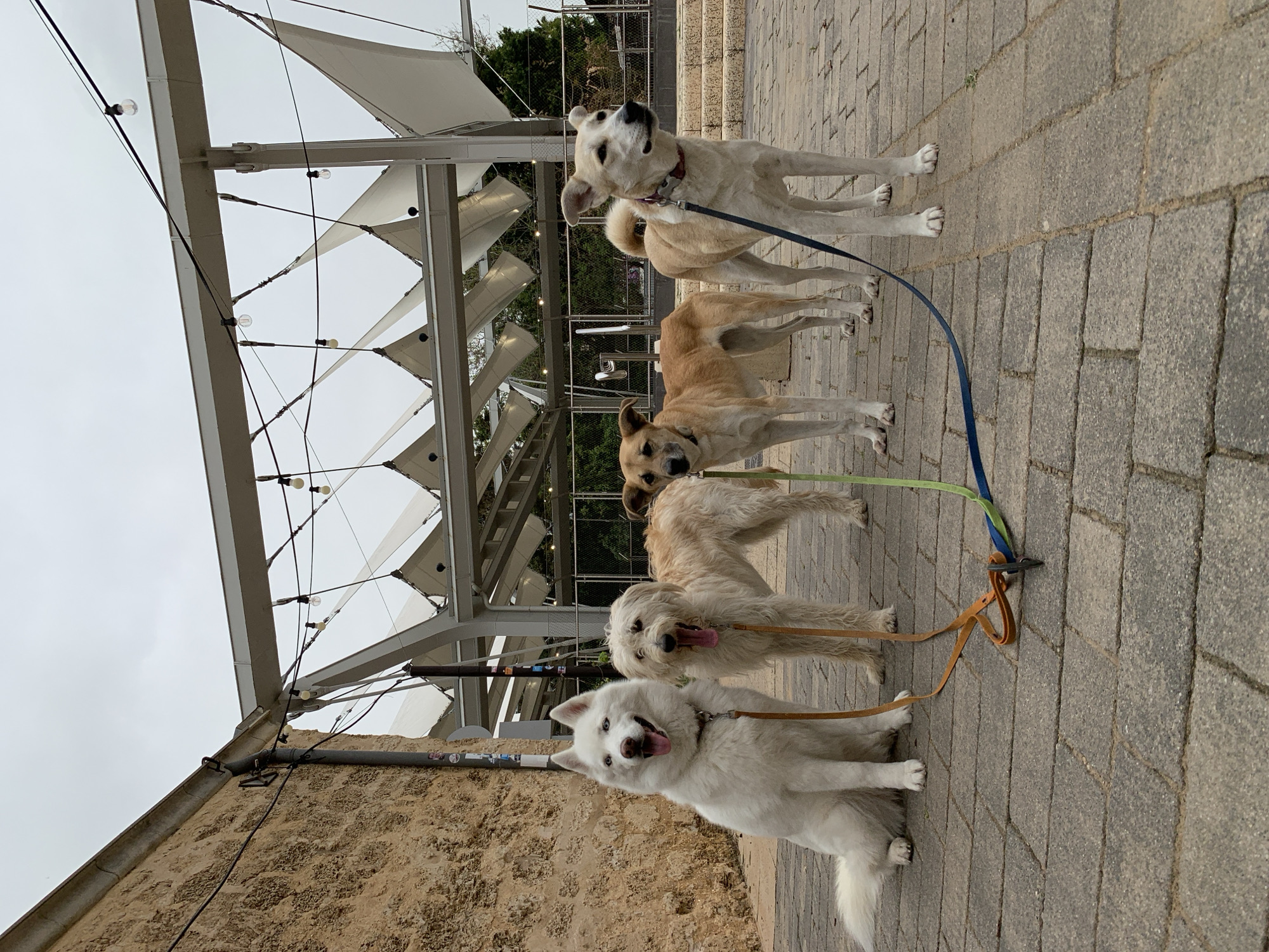 The image shows five dogs lined up on a paved walkway. The dogs vary in color from white to light brown. They are all on leashes, which are tethered together at a central point. The dogs are standing in front of a low wall, and overhead is a structure with white fabric panels and string lights. The location is likely in the city of Tel-Aviv, Israel.