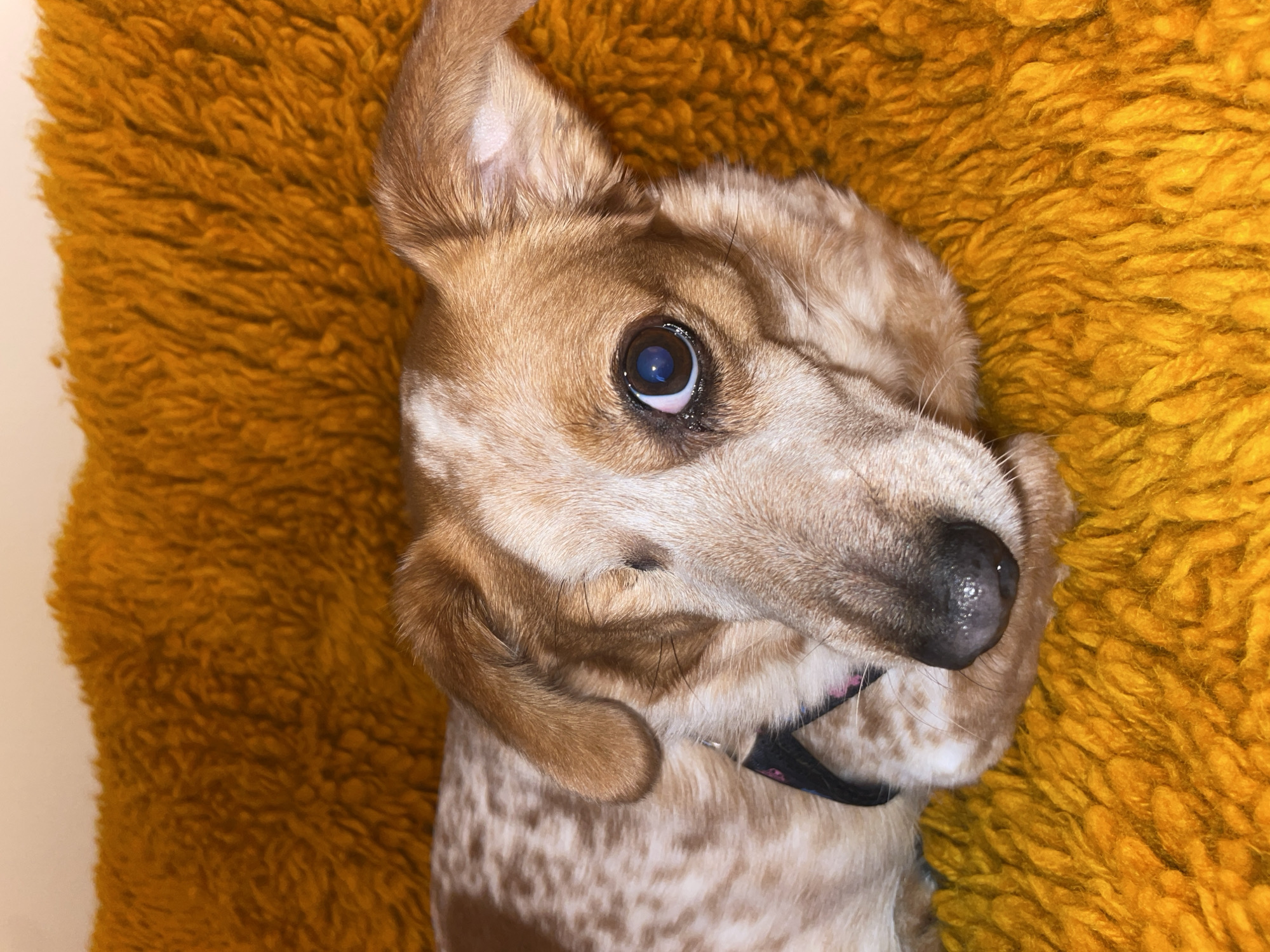 A close-up, high-angle shot shows a tan and white spotted dog lying on its back on a yellow furry surface. The dog is looking at the camera with one eye visible. The dog wears a black collar. The background is a light, possibly cream-colored, wall. Location: Unknown, Unknown.