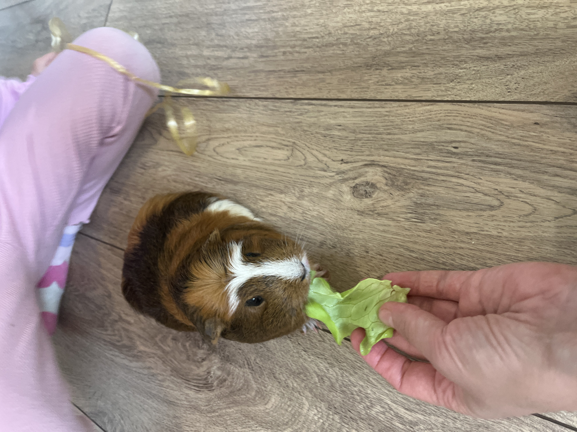 On a wood-grain patterned surface, a brown, white, and black guinea pig is being fed a piece of green lettuce by a fair-skinned hand. To the left, part of a pink sleeve is visible, seemingly connected to a child or individual sitting on the floor. A length of gold ribbon or string is near the sleeve. The location is Unknown, Unknown.