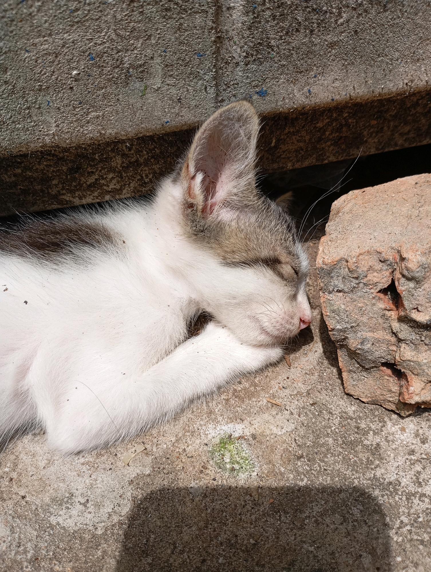 A young kitten with white and grey fur is sleeping in a narrow gap between a concrete structure and a reddish-brown brick. The kitten's eyes are closed, and its head is resting against the brick. The concrete surface is rough and textured, with some small blue and green debris visible. Sunlight casts a shadow on the concrete from an unseen object. The scene appears to be outdoors, possibly in a quiet, secluded area within Balikpapan, Indonesia, where such materials and natural resting spots for animals are common.