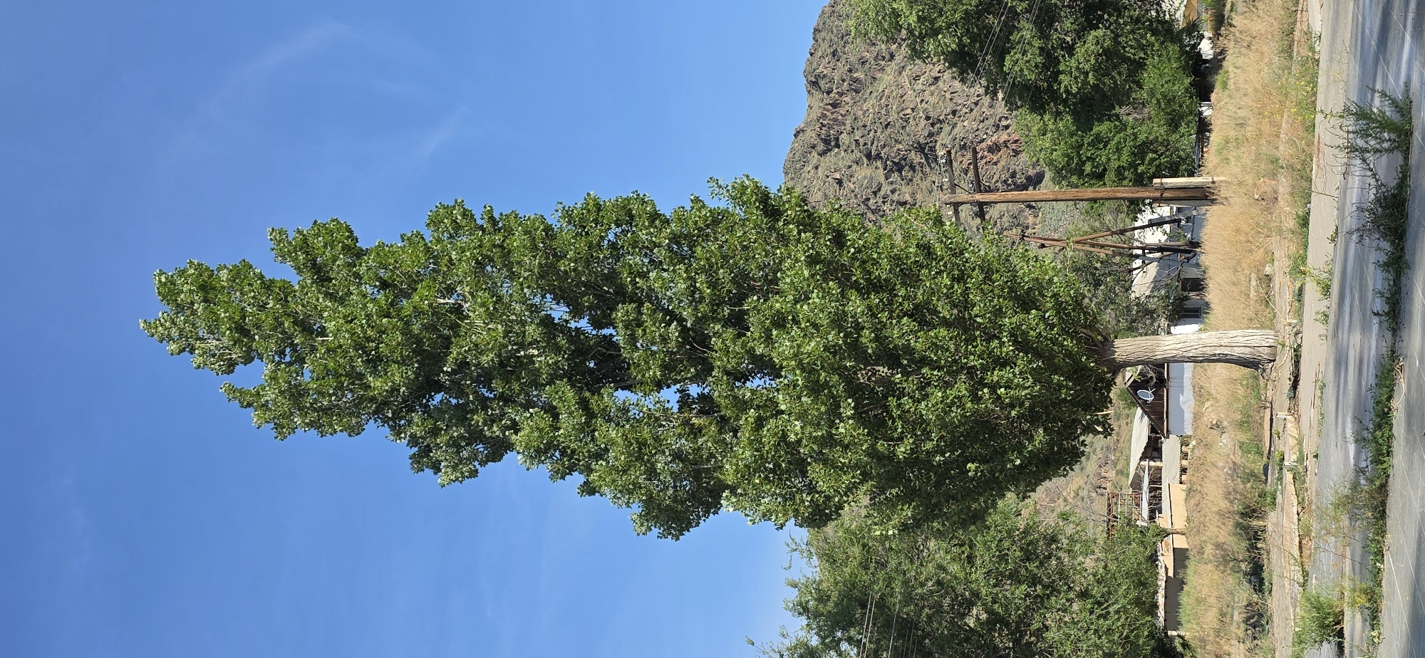 In the city of Sasyk-Bulak, Kyrgyzstan, a tall, mature tree with dense green foliage dominates the foreground, its trunk appearing weathered and textured. Behind the tree, a low-lying area is covered in dry, light-colored grasses and scattered green bushes. Further back, a collection of buildings with light-colored walls and dark roofs are visible, some with a satellite dish on top. A prominent wooden utility pole with crossbars stands to the right of the main tree, and another, more complex wooden structure, likely part of a power line setup, is situated behind the dry grass. A rugged, rocky mountain slope with sparse vegetation rises in the background. The sky is a clear, vibrant blue with faint wisps of clouds. The scene appears to be a rural or semi-rural setting within the city.