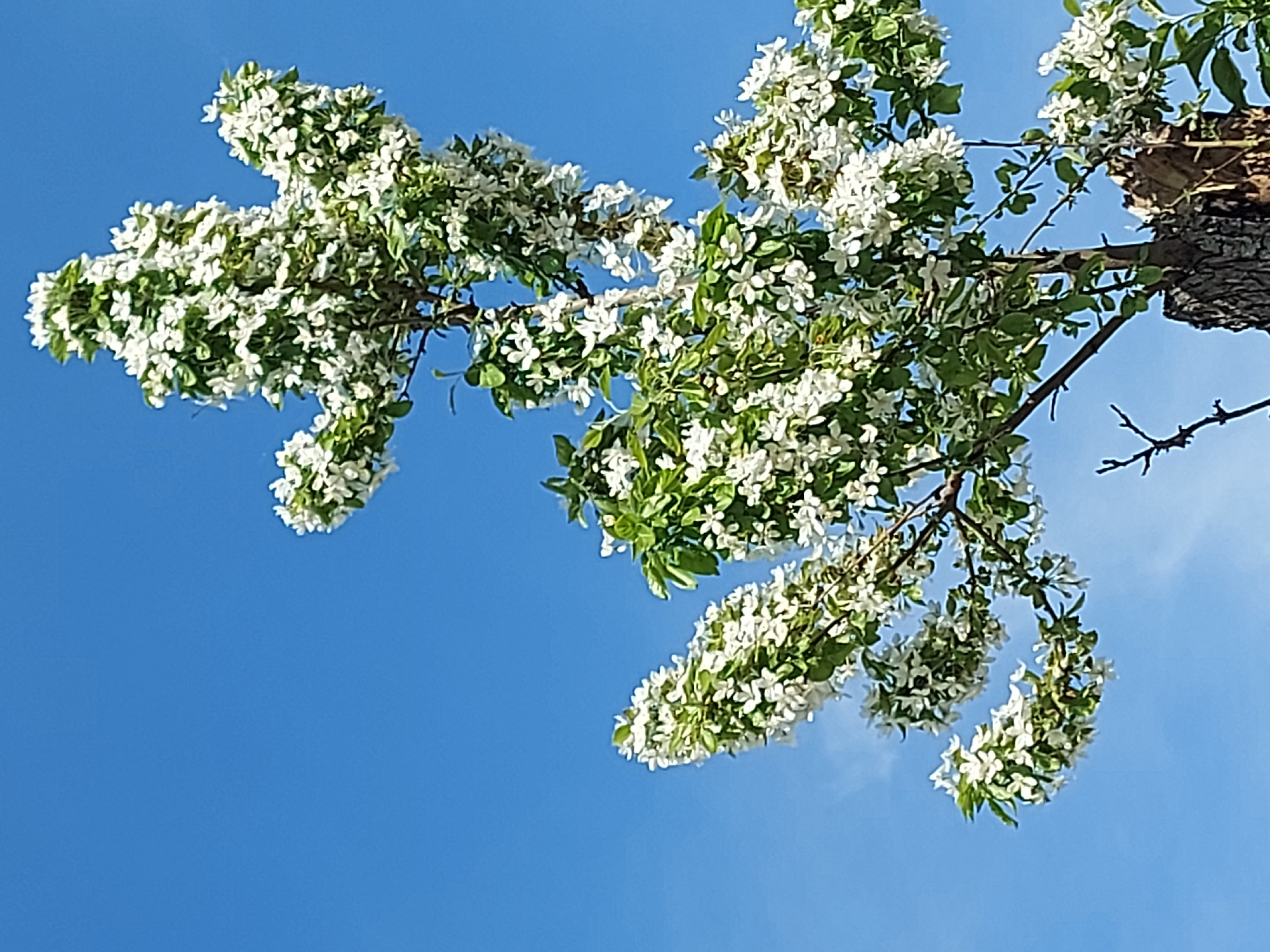 The image shows a tree branch laden with white blossoms and green leaves against a bright blue sky. The trunk of the tree is visible in the upper right corner. The location is not identifiable as Izhevsk, Russia from the visual information provided.