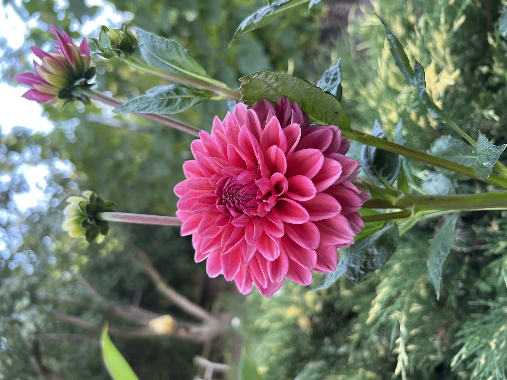 A close-up, slightly downward angled, medium shot captures a vibrant pink dahlia flower in full bloom, dominating the foreground. The dahlia exhibits a dense arrangement of petals radiating from its center, with the outer petals slightly unfurling. It is supported by a thick, green stem. To the upper left and right of the main flower, two dahlia buds are visible; one is partially open, revealing pink and green hues, while the other, higher up and to the right, is more closed, with green sepals and hints of pink. The background is softly blurred, showcasing a garden environment. Lush green foliage, including what appears to be evergreen shrubs in the lower right, fills the mid-ground and extends into the background. Distant trees with dappled sunlight filtering through their leaves create a sense of depth. The overall impression is one of natural beauty in an outdoor setting, likely a garden in Lopatino, Russia. No people are present in the frame.