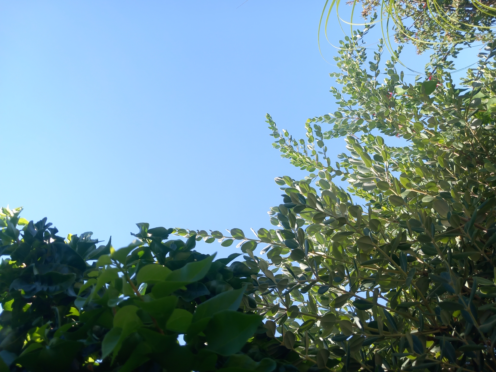 This is a vertical, low-angle, outdoor, daytime photograph taken from the ground looking up towards a clear, bright blue sky. The majority of the frame is filled with lush green foliage from several trees and plants. In the upper left quadrant, a dense mass of darker green leaves is visible, with sunlight glinting off their surfaces. To the right and lower down, lighter green, smaller leaves on branching stems dominate the scene. These branches reach upwards and outwards, creating a dynamic, organic shape against the sky. Further to the right and in the background, a hint of a different type of plant with long, thin, reedy leaves can be seen arching into the frame, as well as some brown branches. The scene depicts a vibrant natural environment, likely a garden or park, bathed in sunlight. The specific location is the city of Άγιος Νεκτάριος, Greece.