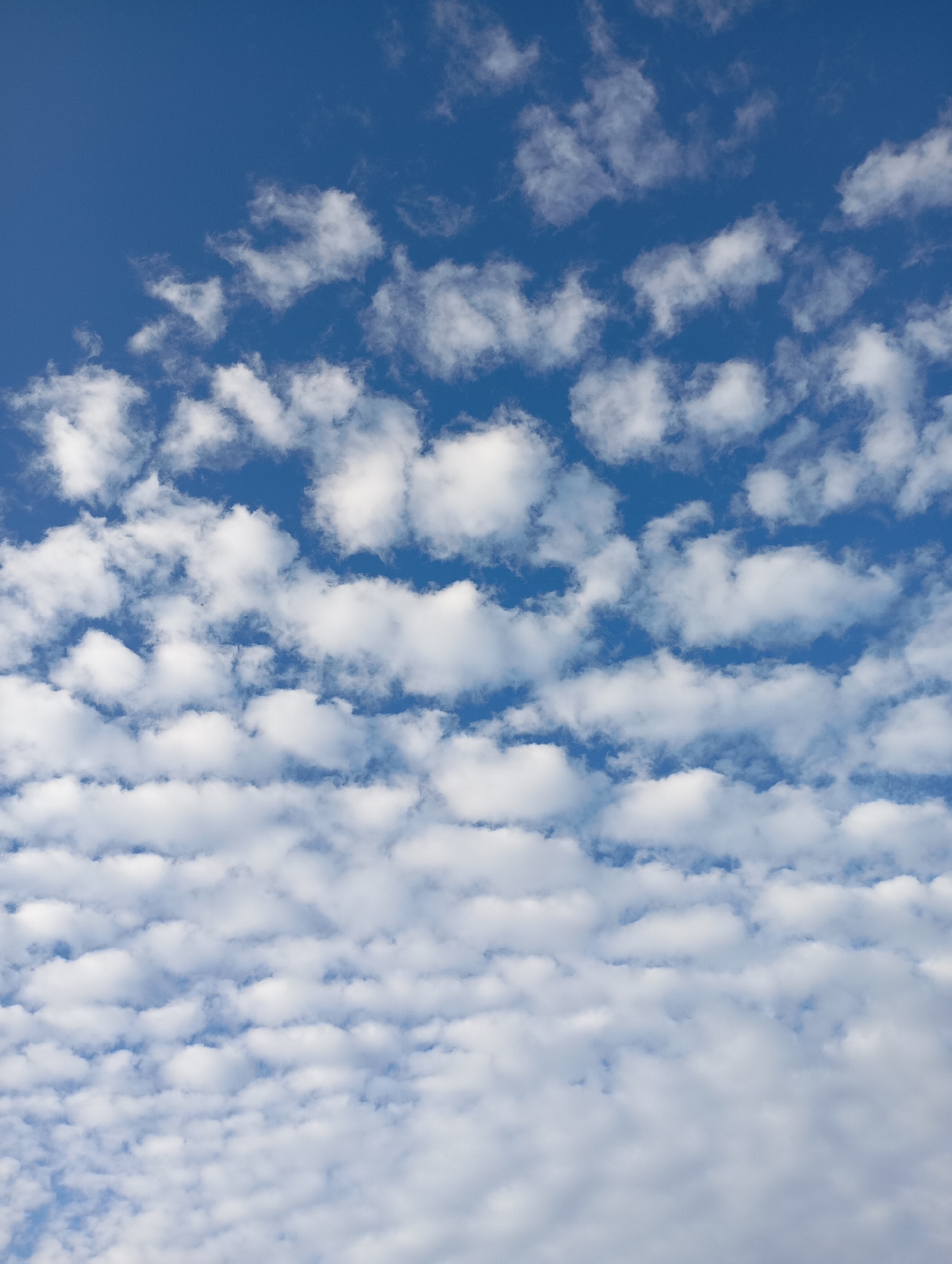 A vast expanse of blue sky is filled with scattered, fluffy white clouds. The clouds are arranged in horizontal bands, with larger, more defined clouds at the bottom of the frame, gradually becoming smaller and more wispy towards the top. The sunlight appears to be illuminating the clouds from above, creating bright white highlights and soft shadows. The image offers a perspective from ground level looking upwards. No people, man-made objects, or specific landmarks are visible in this image, making it impossible to determine a precise location within Фоки, Russia.