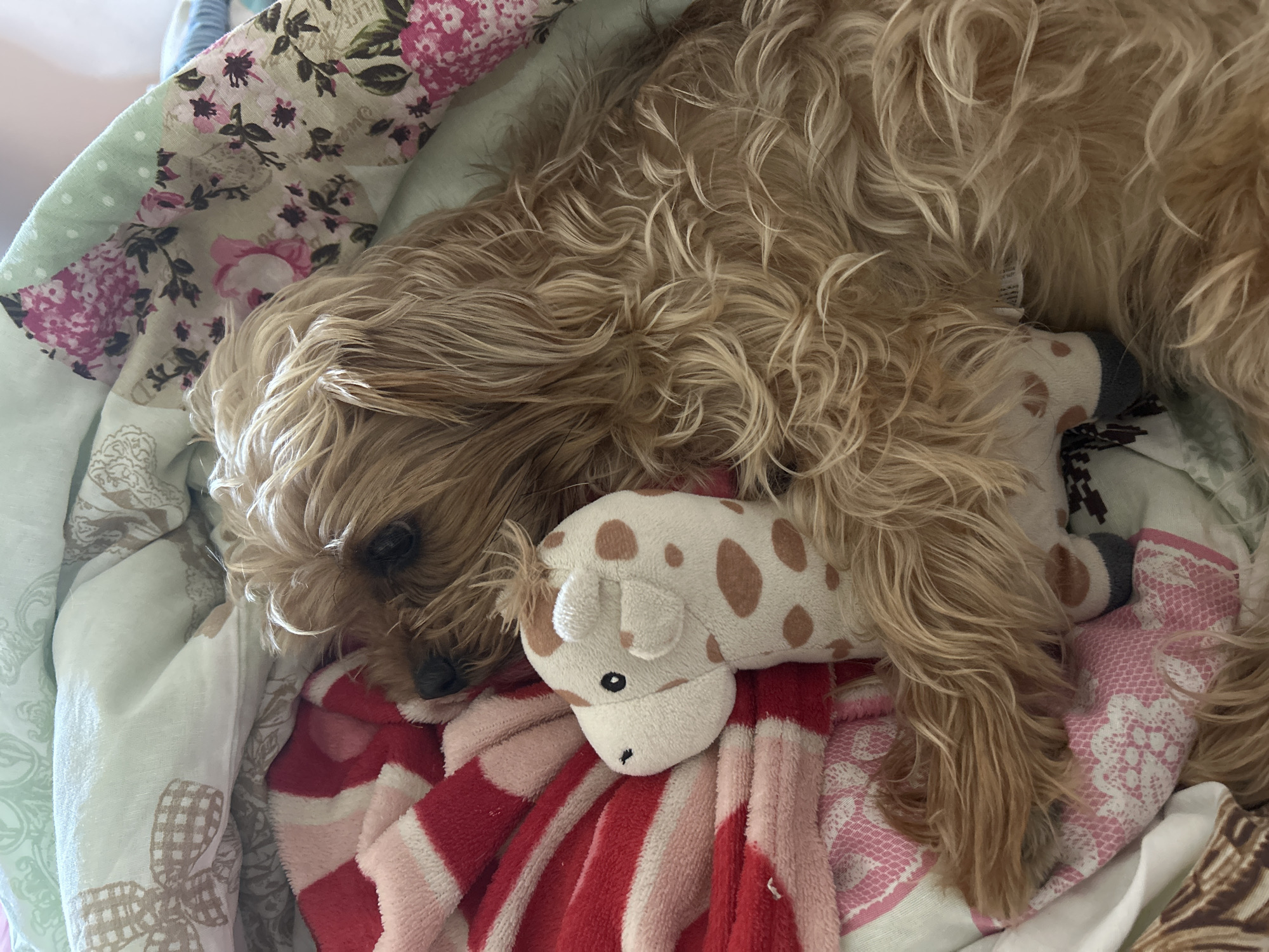 A medium-sized, light brown, long-haired dog is lying down on a bed. The dog is resting its head on a stuffed animal that is white with brown spots. The bedclothes are colorful, featuring floral patterns and red and pink stripes. The scene is indoors. There are no people visible. There is no visible information to suggest this photo was taken in Burgas, Bulgaria.