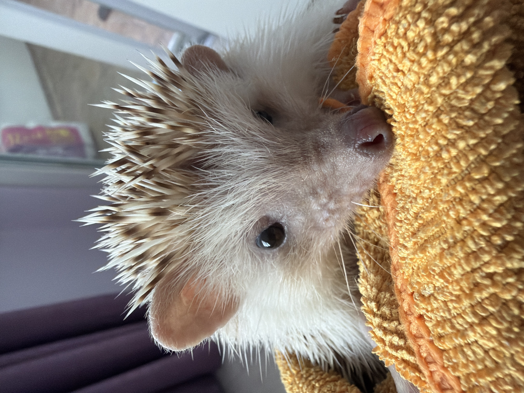 A close-up photograph depicts an African Pygmy Hedgehog resting on an orange and yellow terry cloth towel. The hedgehog, positioned facing forward with its head slightly lowered, looks directly at the viewer. Its face features fine white fur, a small pink, moist-looking nose with visible nostrils, and small, dark, round eyes. Both small, pink, hairless ears are visible on either side of its head. The animal's back is covered with numerous erect quills, distinctly bi-colored with white bases and brown tips. The orange and yellow towel exhibits a textured, looped surface and includes a horizontal stripe of solid orange thread. The background is shallowly focused and heavily blurred; a dark purplish fabric, likely a curtain with vertical folds, is visible on the left, while indistinct light grey and white elements, possibly a wall or window area, occupy the right side. The lighting is soft and diffuse, illuminating the hedgehog from the front. The specific location in the city of Sofia, Bulgaria, cannot be determined from the visual information provided within the image.