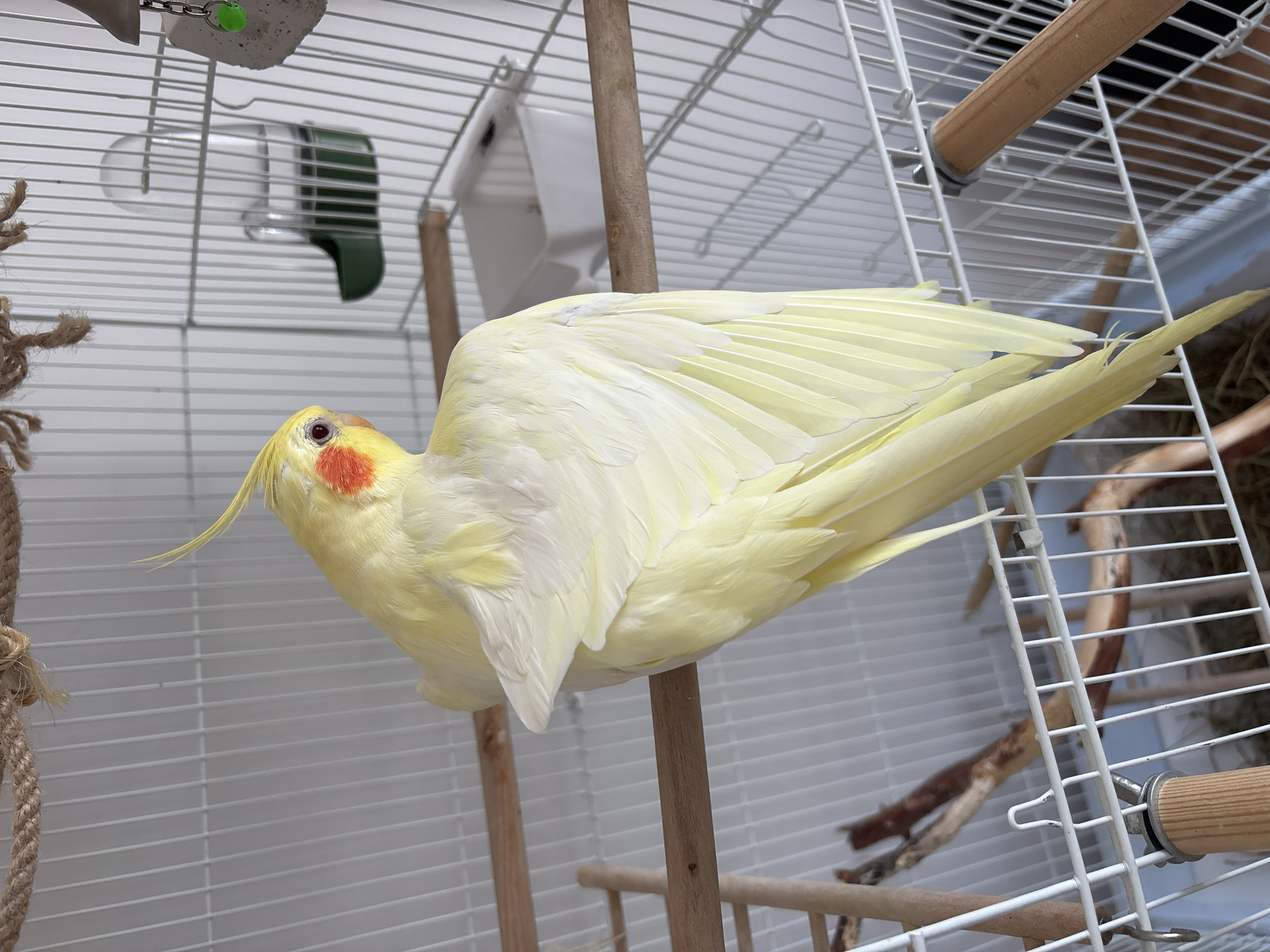 A pale yellow cockatiel, likely a lutino variation, with distinctive red-orange cheek patches and dark eyes, is the central subject of this image. The bird is captured in an unusual pose, leaning almost horizontally on a smooth wooden dowel perch inside a white wire bird cage. Its wings are outstretched and fanned, suggesting it might be stretching, preening, or engaging in a display. The bird's long tail feathers are also visible, extending towards the right.
The bird cage is well-equipped with various accessories. In addition to the wooden dowel perches, a natural, branch-like perch is visible towards the bottom right. A white plastic water dispenser with a green base hangs from the top of the cage, along with a grey, porous stone-like toy featuring a small green plastic bead. A braided rope perch is visible on the left side of the cage. The background behind the cage is a plain, light-colored wall, indicating an indoor setting. There is no visible text in the image. This scene takes place in Krasnoyarsk, Russia.