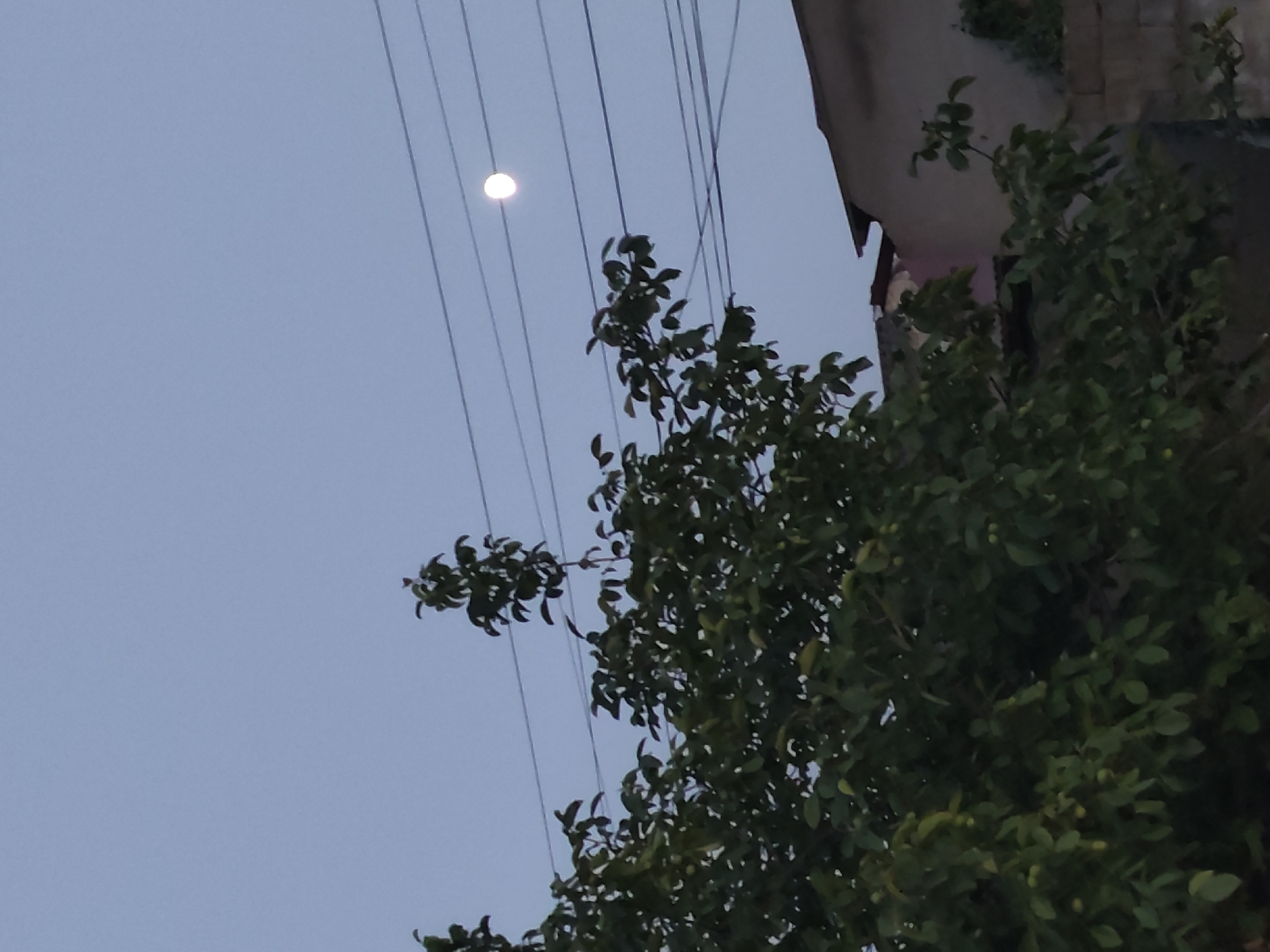 In the city of Leninkent, Russia, a clear evening sky with a faint blue hue dominates the upper portion of the frame. A small, bright full moon is visible in the upper right quadrant, appearing as a luminous disc against the twilight. Multiple dark, thin power lines stretch horizontally across the sky, intersecting with the moon. In the foreground and left side of the image, a dense tree with dark green foliage is prominent, its leaves obscuring much of the background. Some small, lighter green fruits or buds are scattered throughout the tree. Below the tree and to the right, a portion of a building is visible, constructed with light-colored bricks and topped with a dark, possibly tin, roof. The building appears weathered, with a section of its roof damaged or unfinished, revealing red material underneath. The overall scene suggests a residential area at dusk.