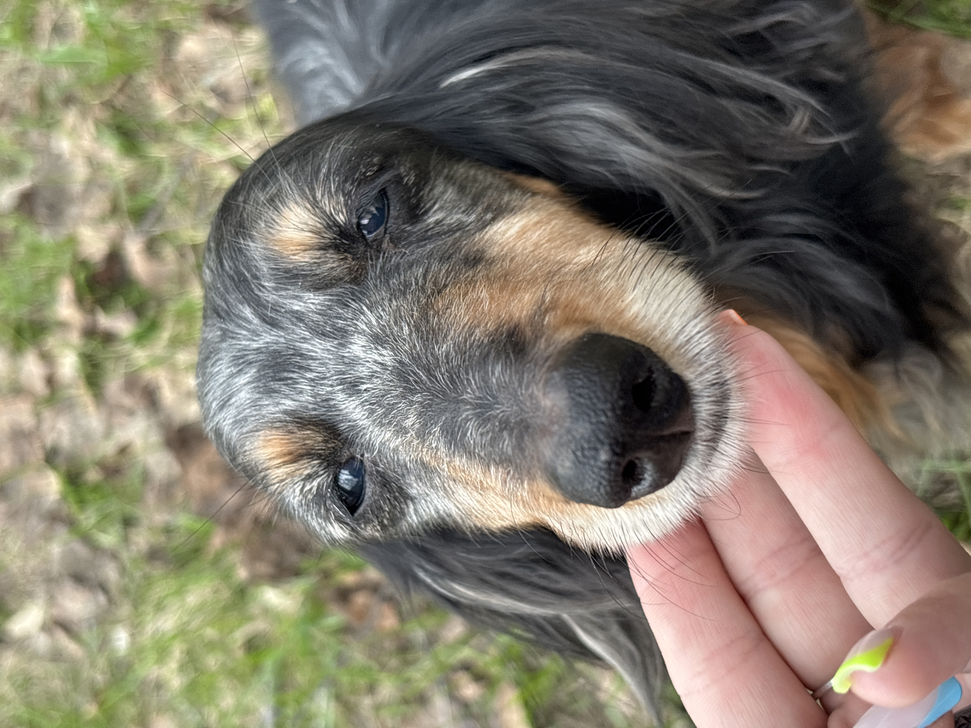 A close-up image shows a dog being petted. The dog has a black nose and a light-colored muzzle. The dog's fur is a mix of gray, black, and brown colors. A human hand with painted nails is gently touching the dog's muzzle. The background appears to be outdoors, with grass and some foliage visible. There is no indication of Izhevsk, Russia, in the image.