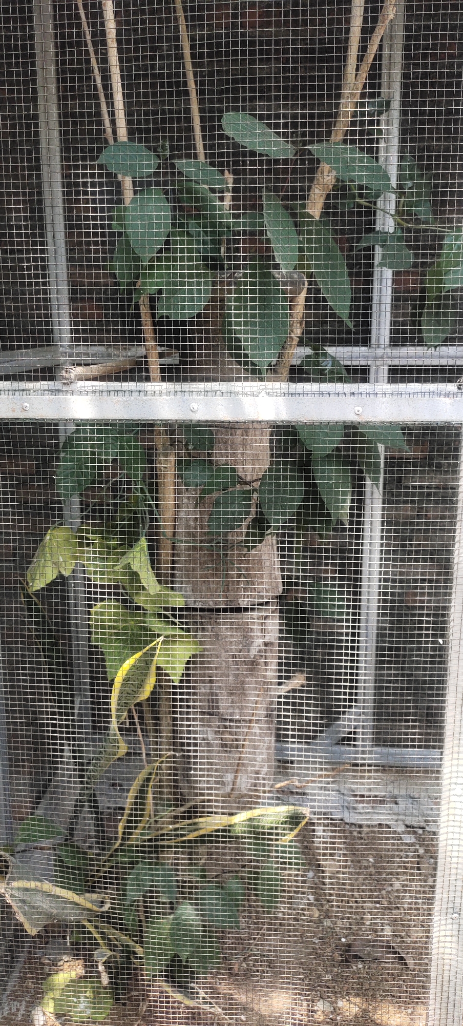 The image shows a close-up view of a bird enclosure, likely in Manyar, Indonesia. The enclosure is constructed with metal framing and fine mesh wire. Inside, there are several plants, including a thick, woody stem with green leaves, and thinner, vine-like plants with some yellowing leaves. The background appears to be a brick wall. The ground inside the enclosure is covered with dirt and debris. A metal bar runs horizontally across the middle of the image, bisecting the view of the enclosure. The lighting suggests it is daytime.